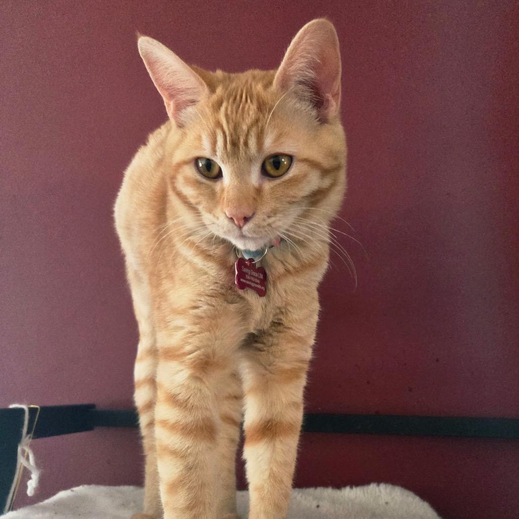 Frenchie — thumbnail 2