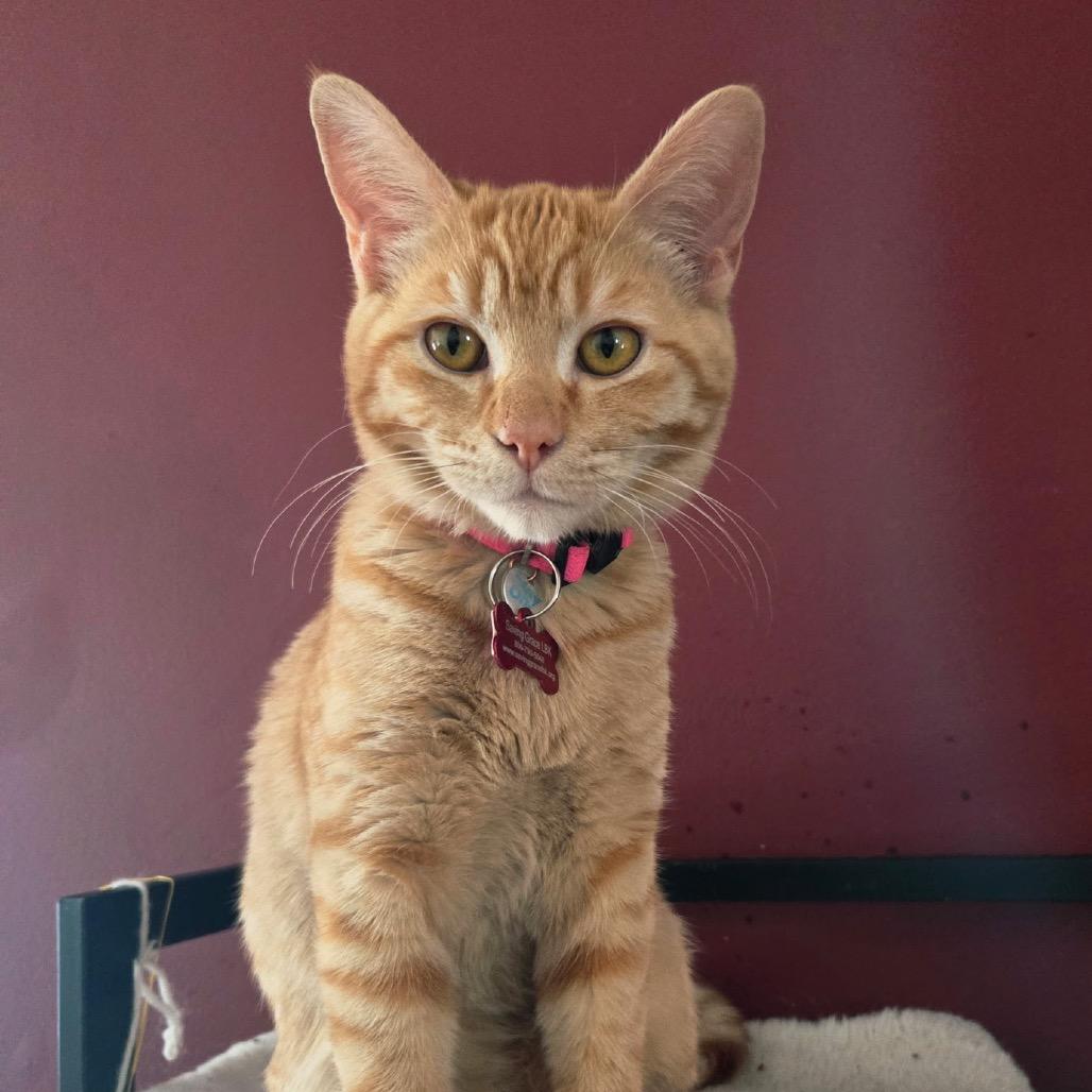 Frenchie — thumbnail 3