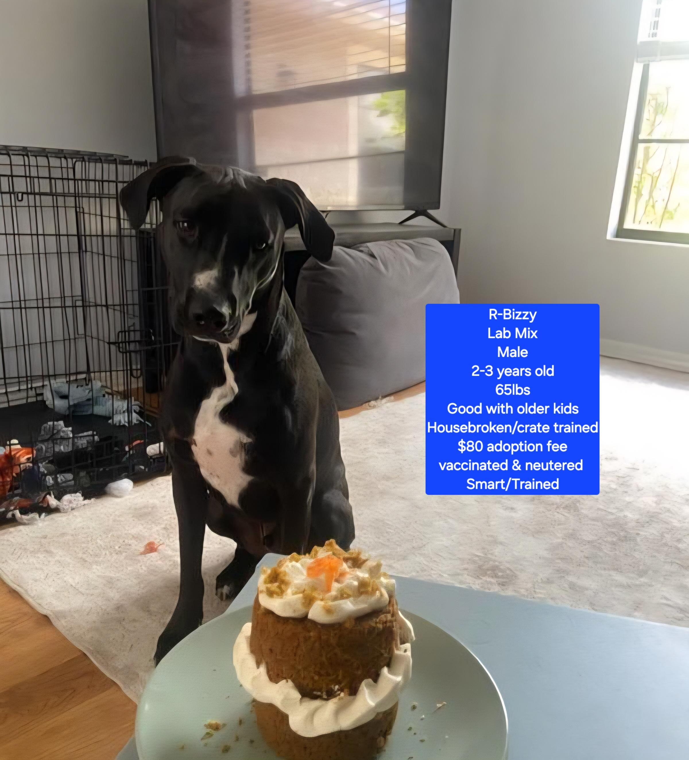 Enlarge R-Bizzy, a ADOPTABLE mixed breed in Oviedo, FL image 1/1