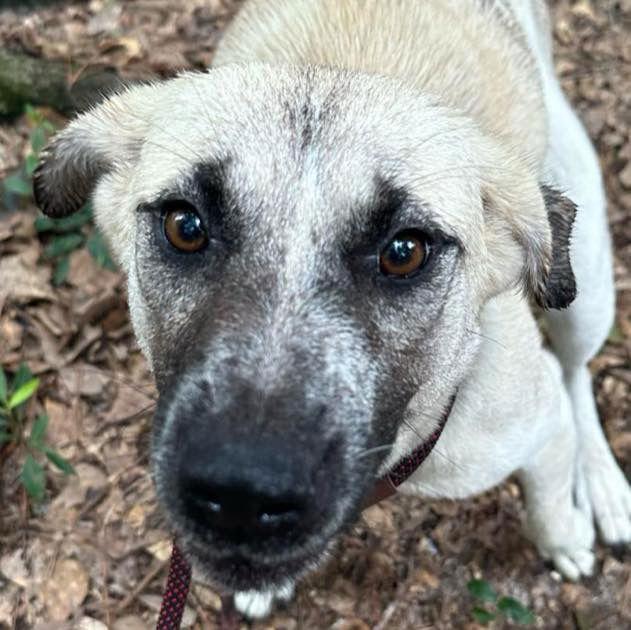 Enlarge Riley, a Adoptable mixed breed in Grand Bay, AL image 1/1