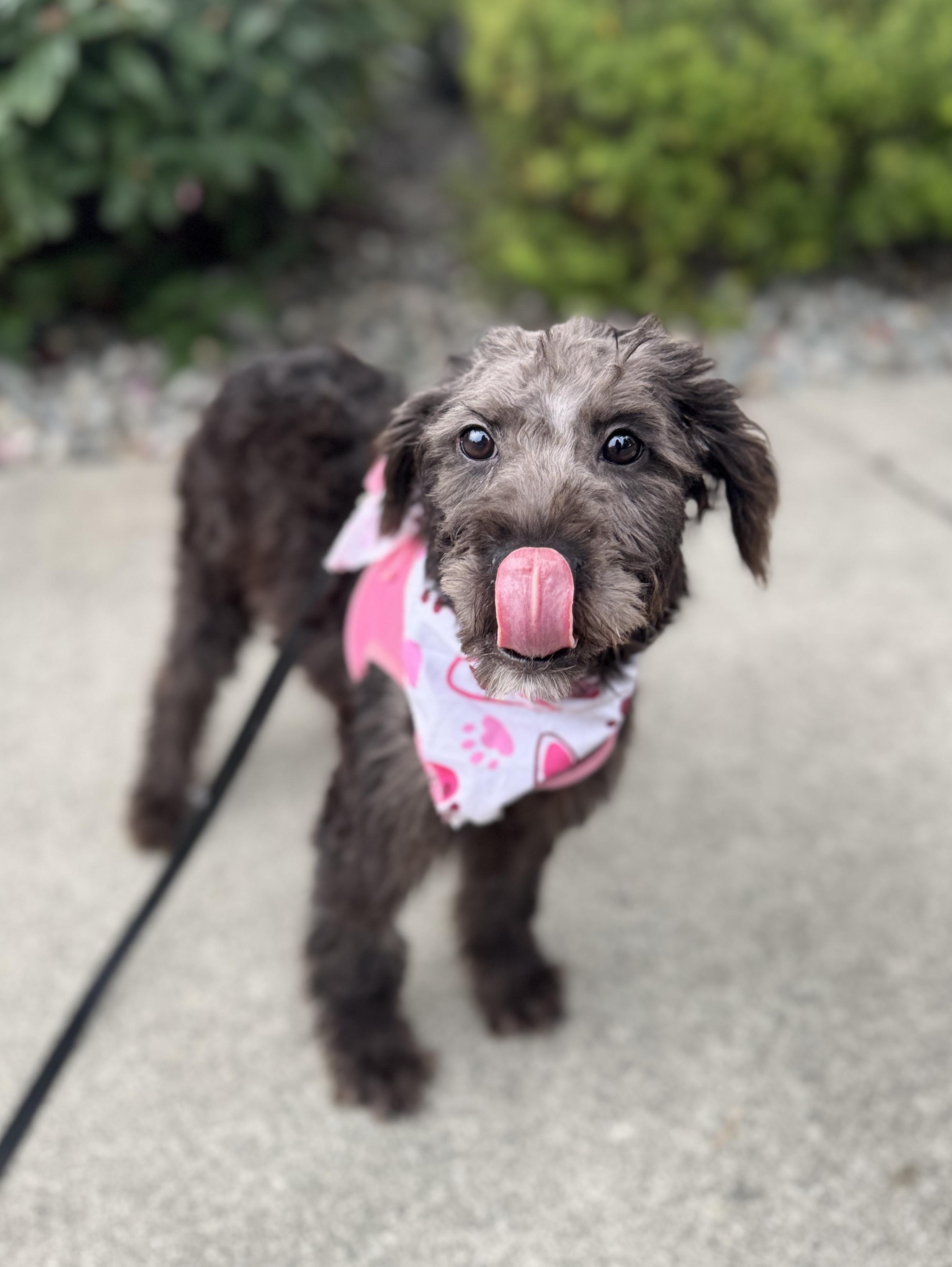 Enlarge Ganache, a Adoptable mixed breed in lynnwood , WA image 5/6