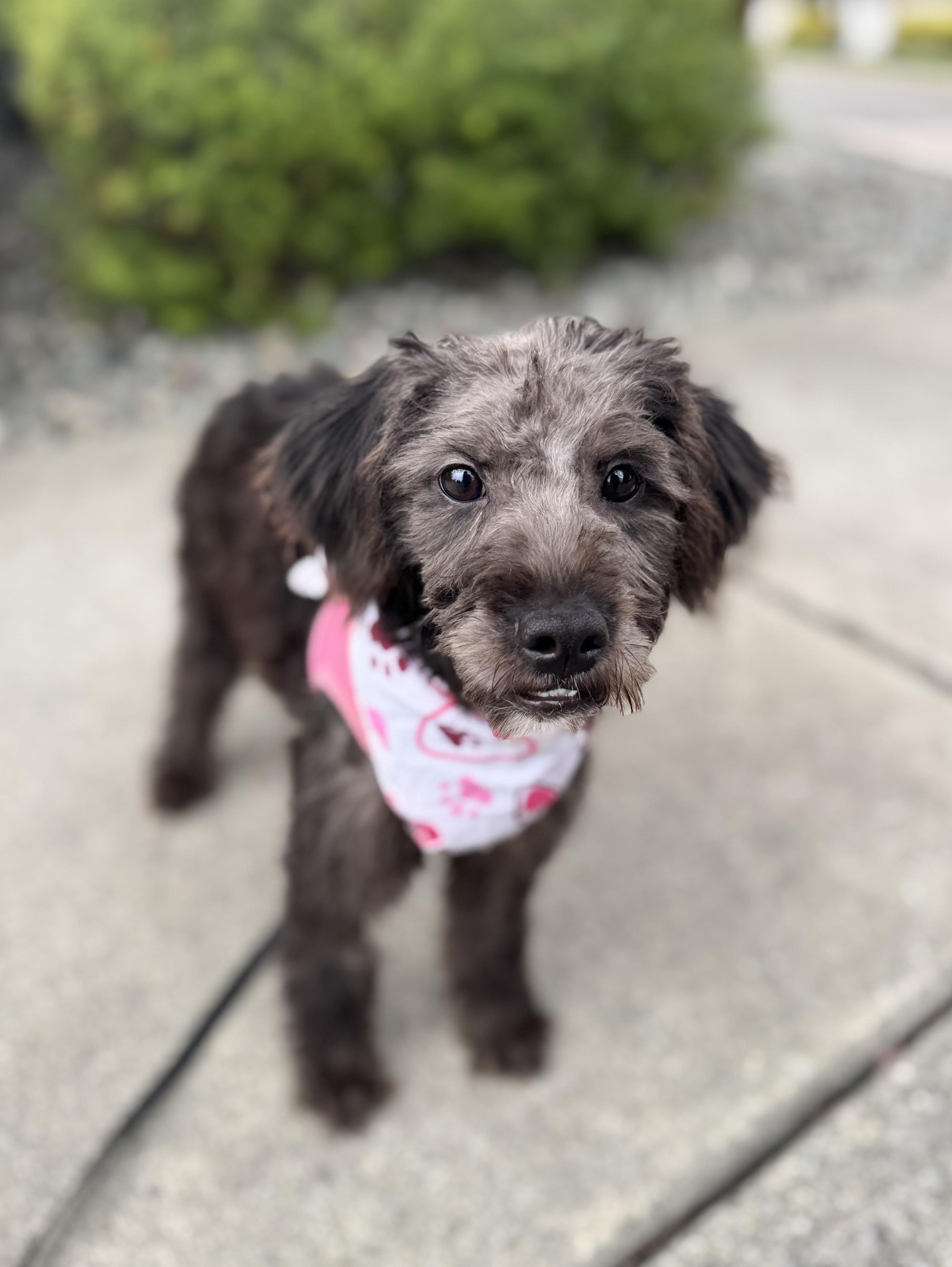 Enlarge Ganache, a Adoptable mixed breed in lynnwood , WA image 6/6