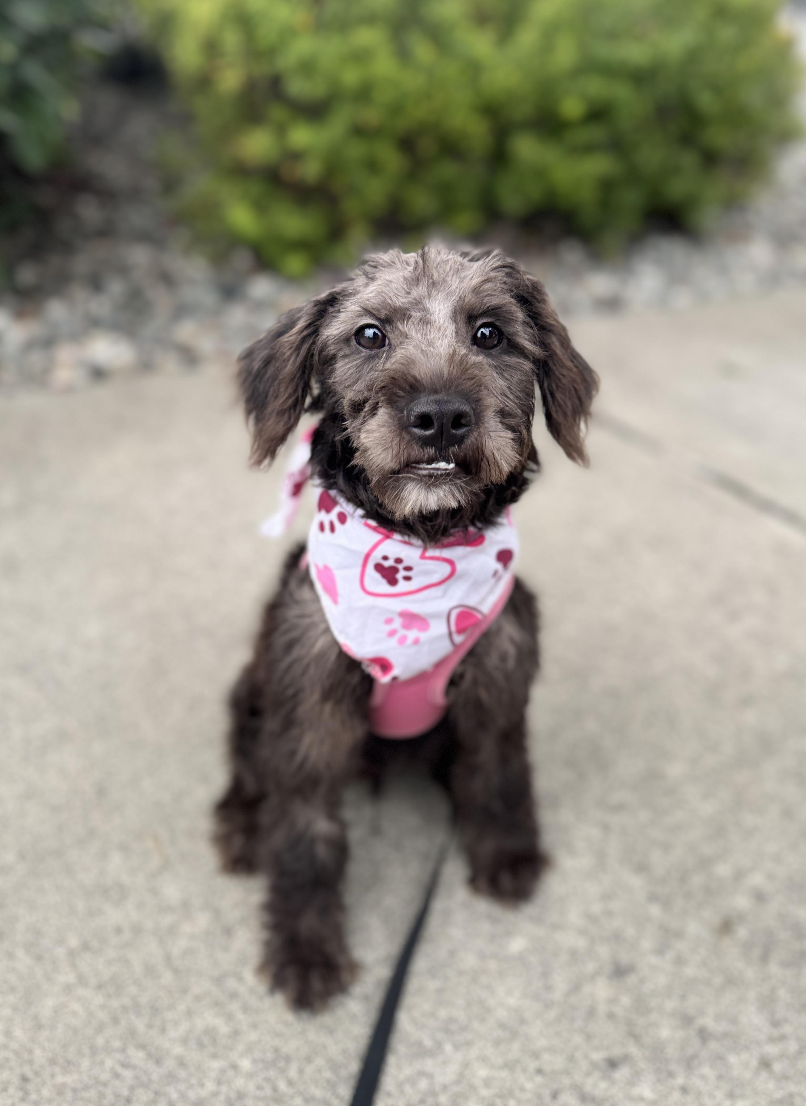 Ganache, Adoptable, Puppy Female Miniature Schnauzer.