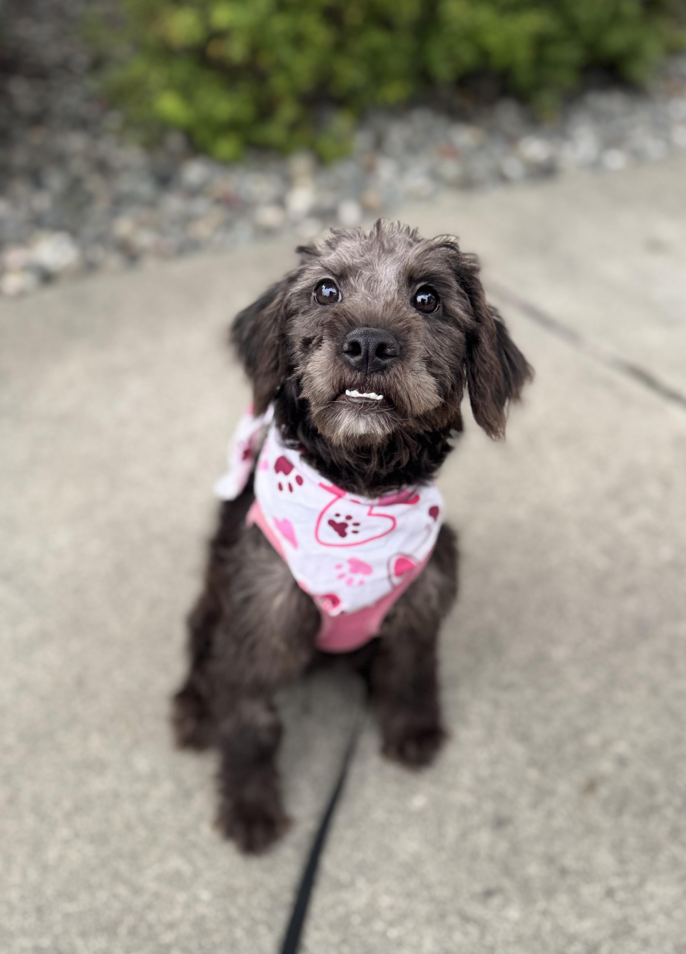 Enlarge Ganache, a Adoptable mixed breed in lynnwood , WA image 3/6