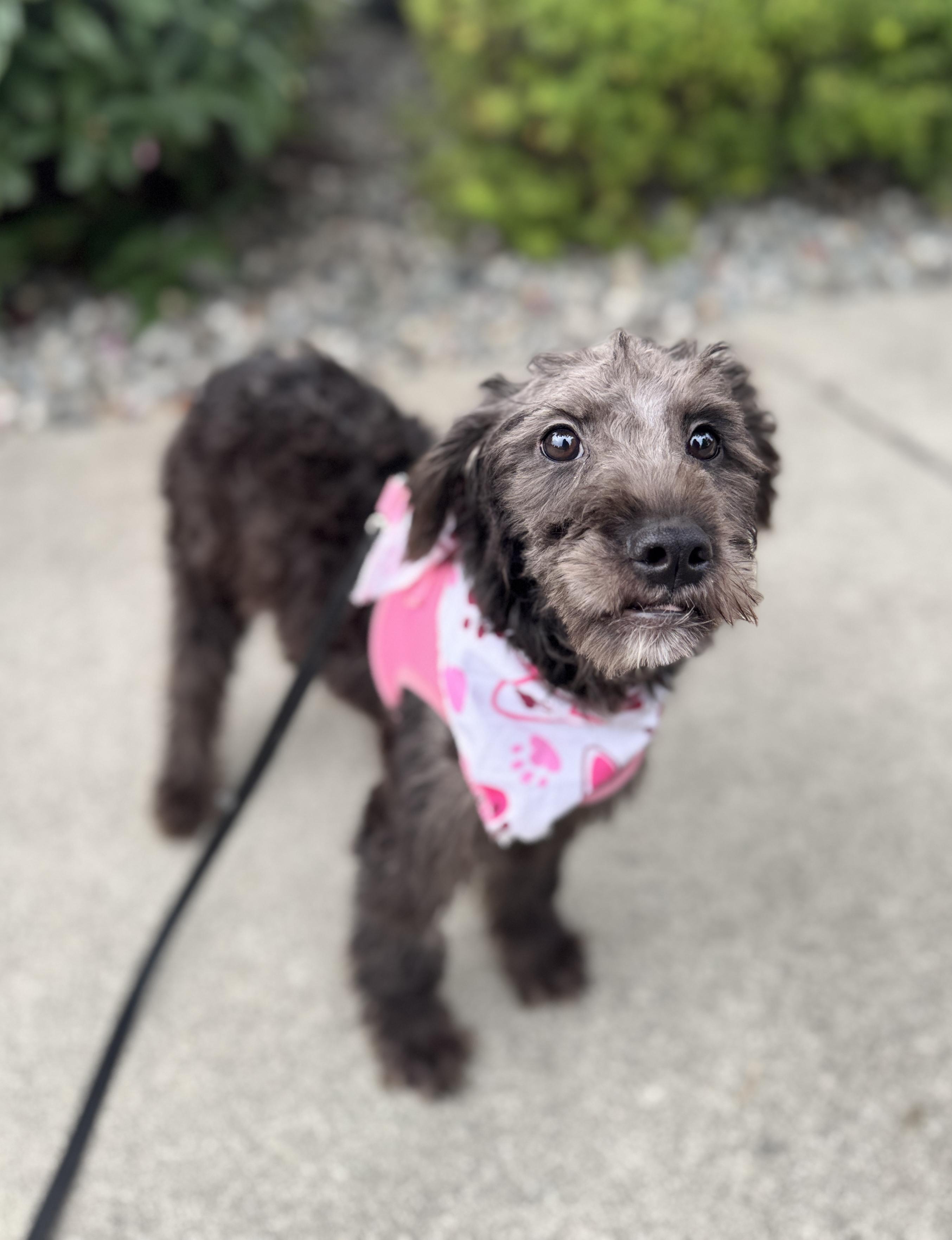 Enlarge Ganache, a Adoptable mixed breed in lynnwood , WA image 2/6