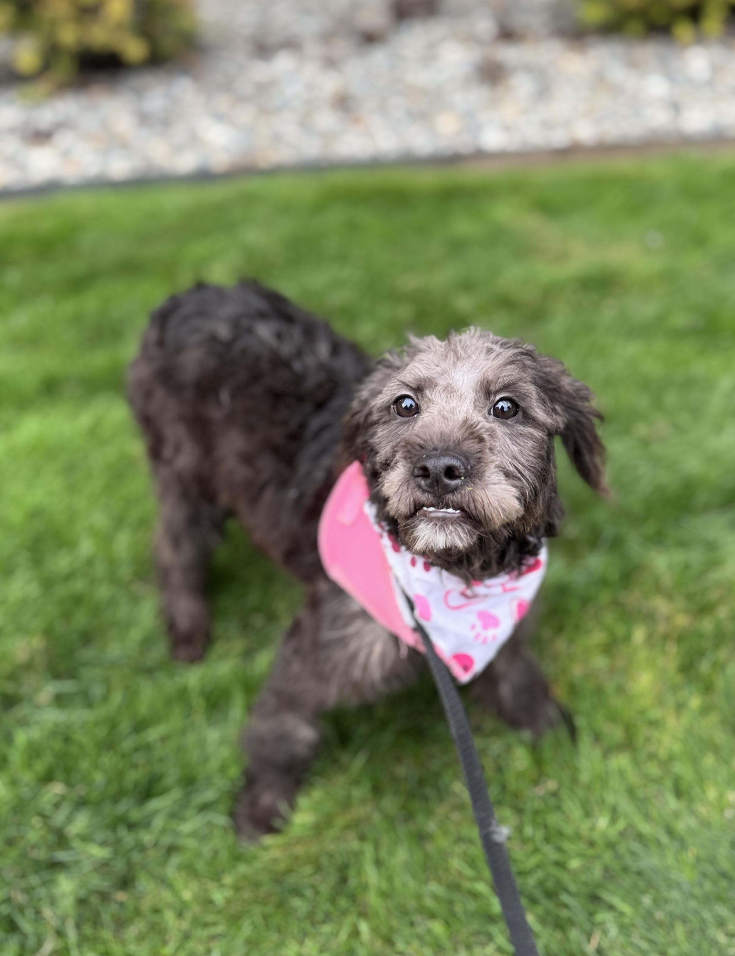 Enlarge Ganache, a Adoptable mixed breed in lynnwood , WA image 4/6