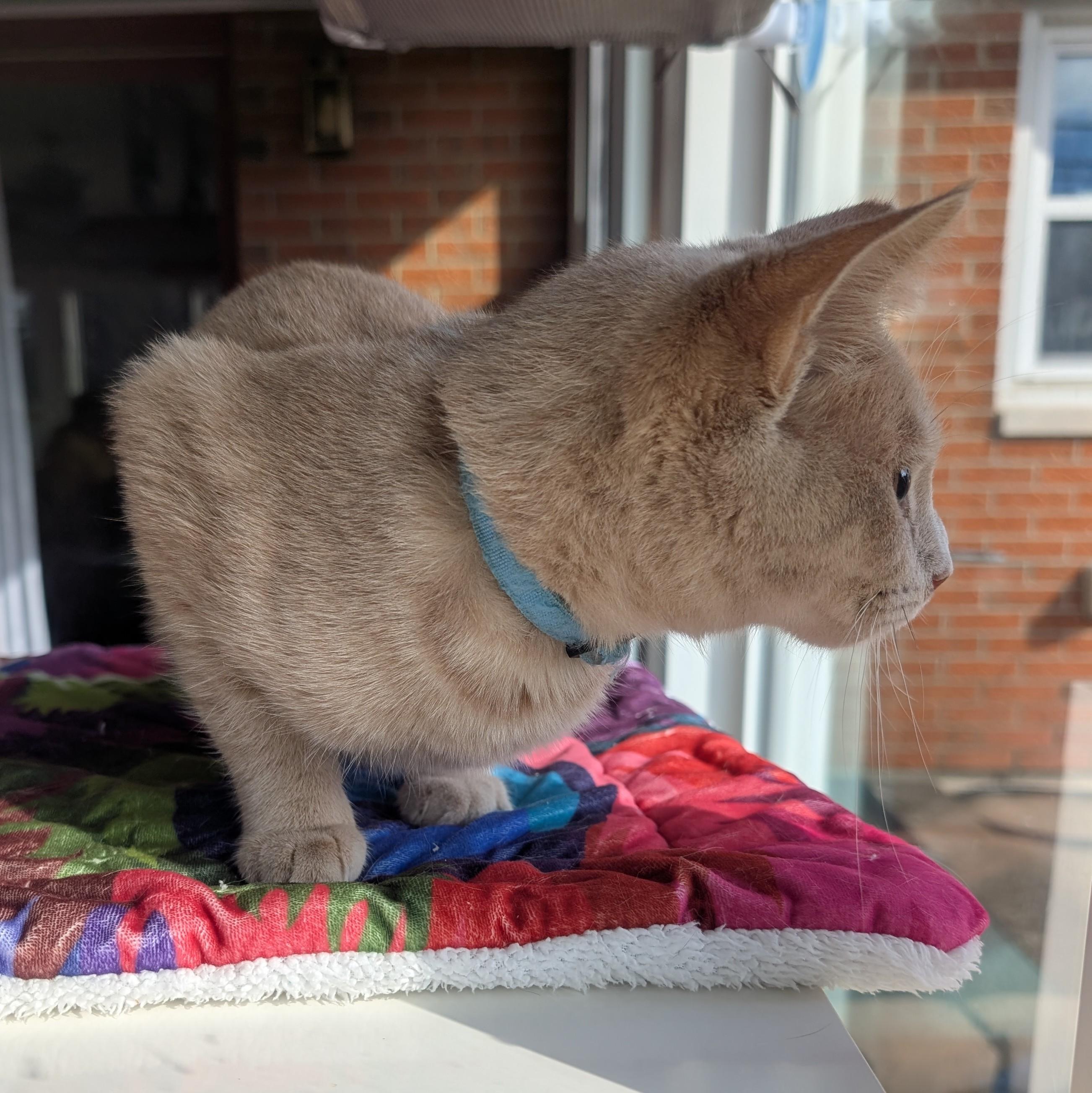 Rowan, a Adoptable Domestic Short Hair in Quincy, OH image 3/5