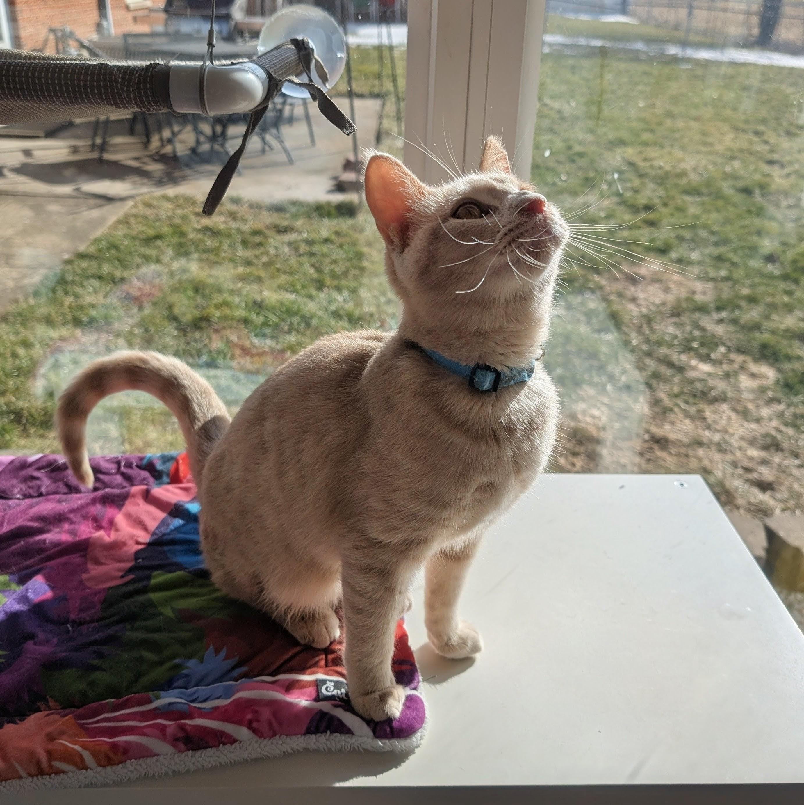 Rowan, a Adoptable Domestic Short Hair in Quincy, OH image 4/5