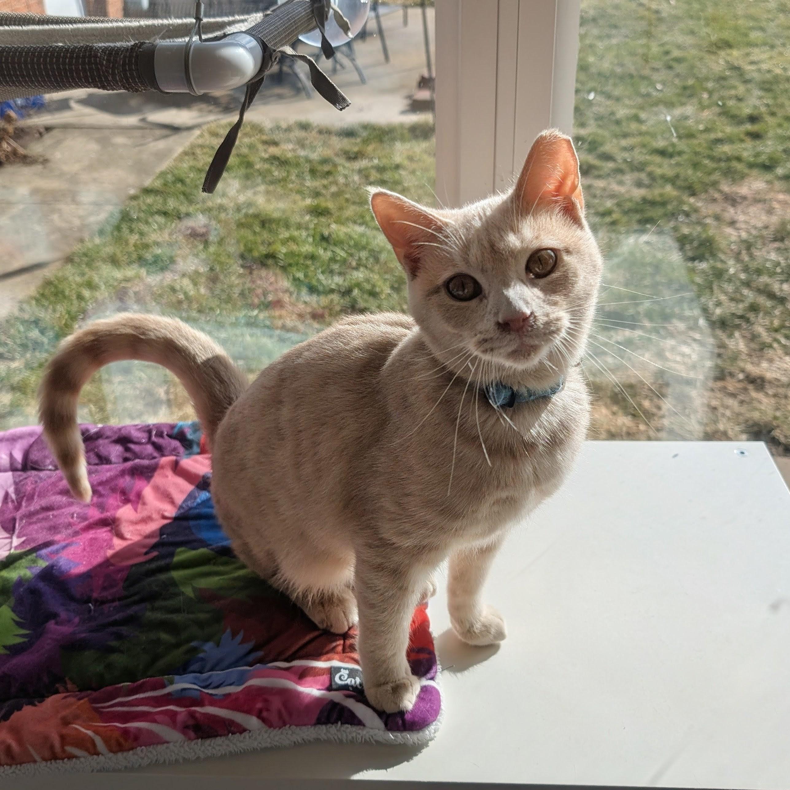 Rowan, Adoptable, Kitten Male Domestic Short Hair.