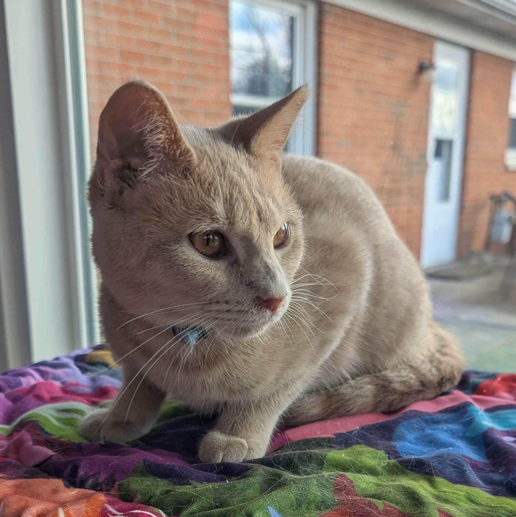 Rowan, a Adoptable Domestic Short Hair in Quincy, OH image 5/5