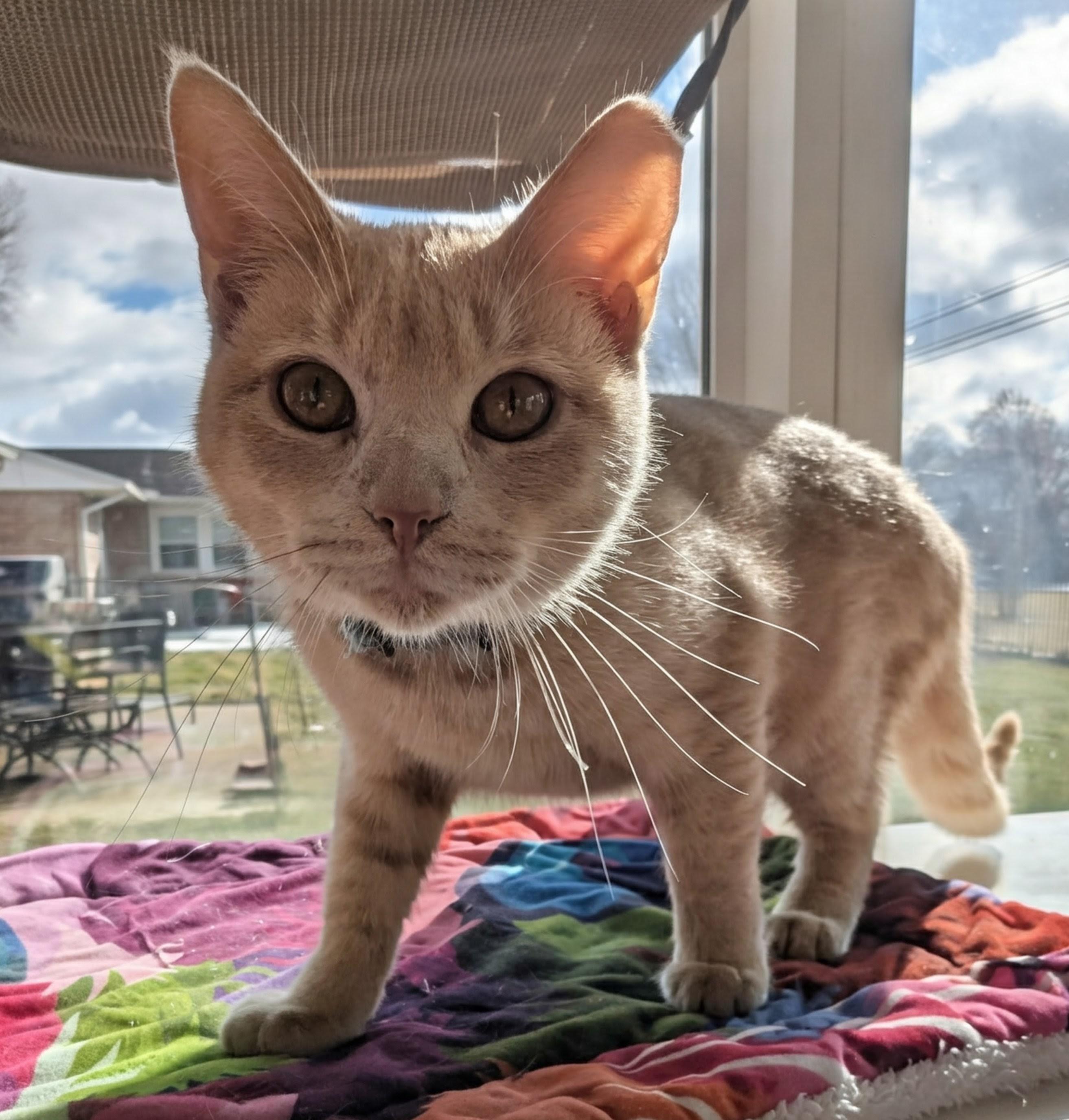 Rowan, a Adoptable Domestic Short Hair in Quincy, OH image 2/5