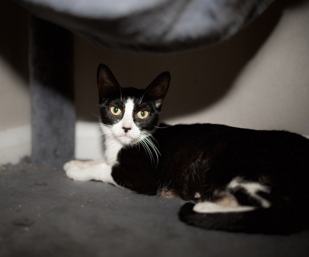 Enlarge Anjali, a Adoptable Domestic Short Hair in Mira Loma, CA image 1/1