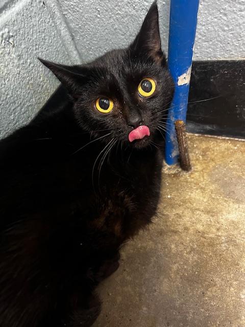 Enlarge Clarice, a ADOPTABLE Domestic Short Hair in Bryan, OH image 2/3