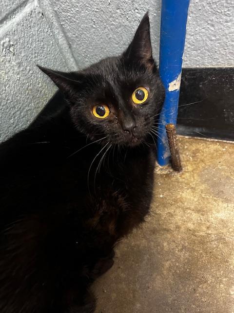 Enlarge Clarice, a ADOPTABLE Domestic Short Hair in Bryan, OH image 1/3