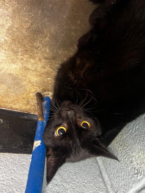 Enlarge Clarice, a ADOPTABLE Domestic Short Hair in Bryan, OH image 3/3