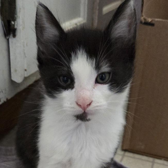 Cubby, Adoptable, Kitten Male Domestic Short Hair.
