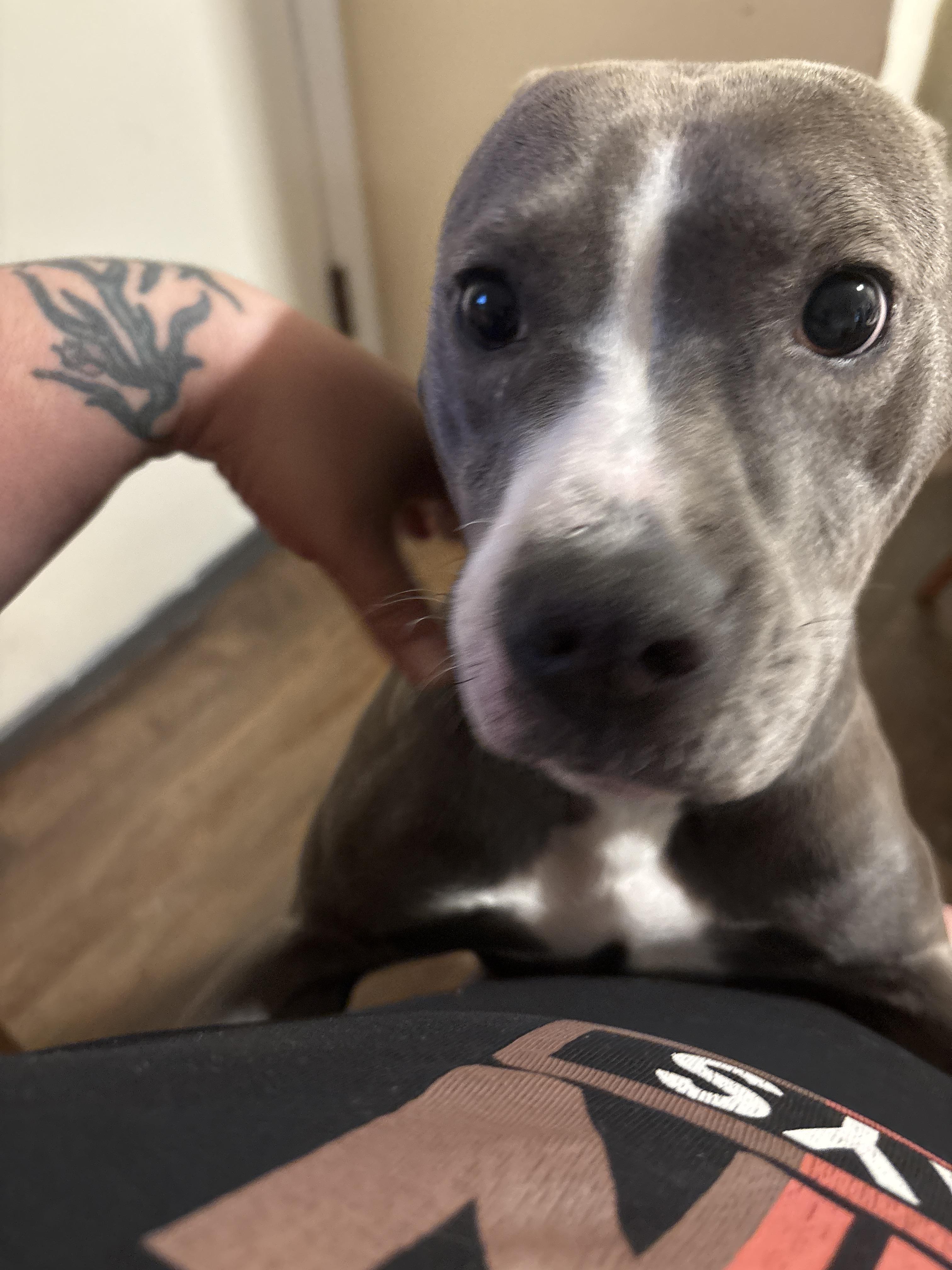 Enlarge Luna, a ADOPTABLE Pit Bull Terrier in Rochester, NY image 2/2