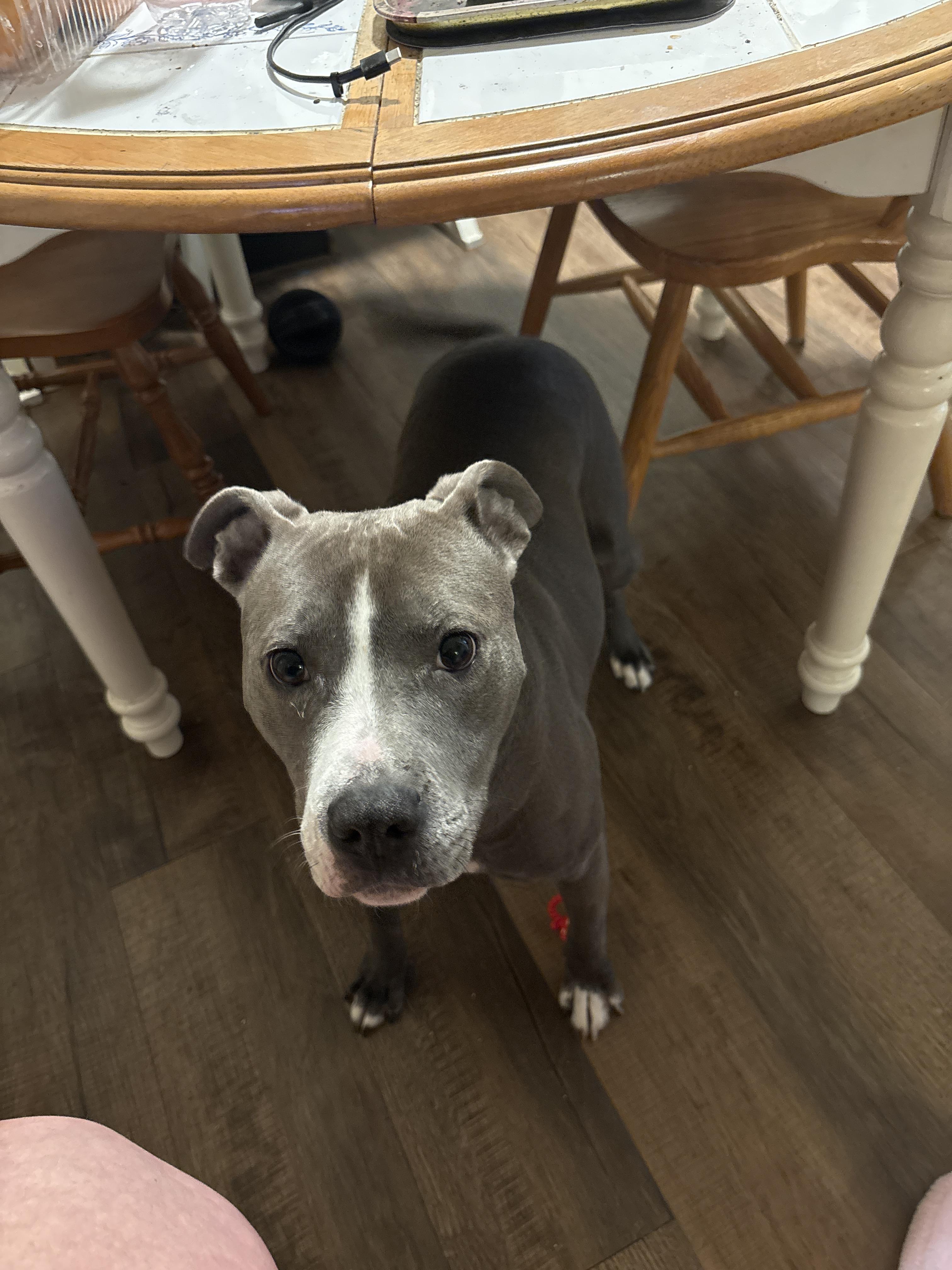Luna, ADOPTABLE, Adult Female Pit Bull Terrier.