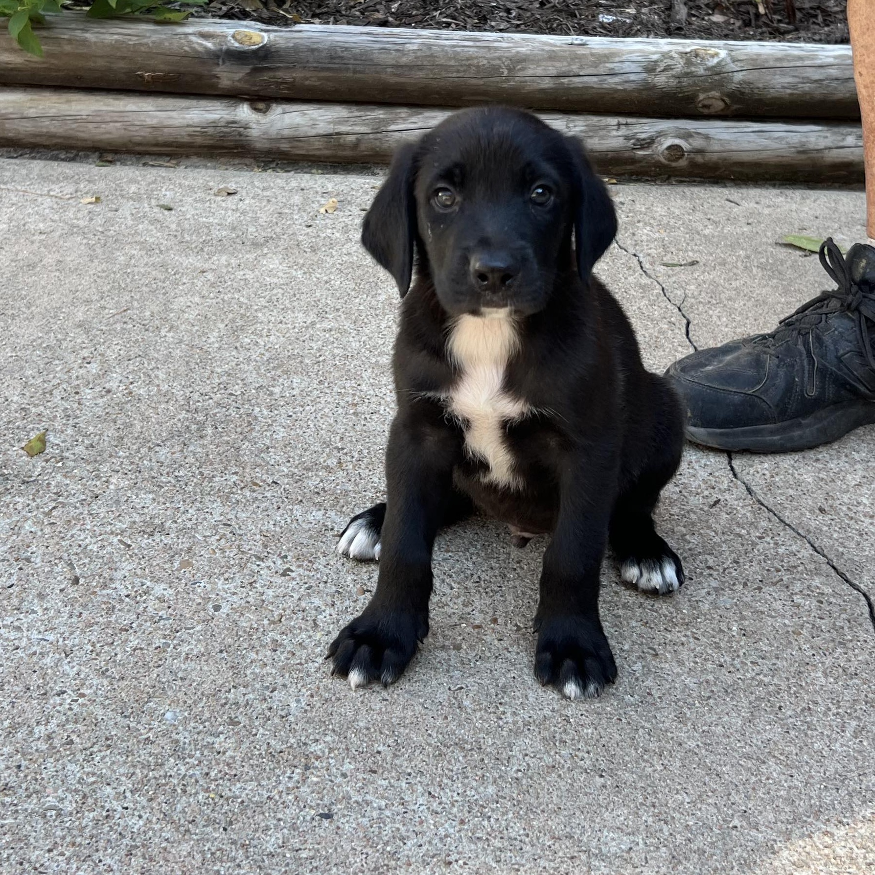 Dog for adoption Panther, a Blue Lacy & Black Labrador Retriever Mix