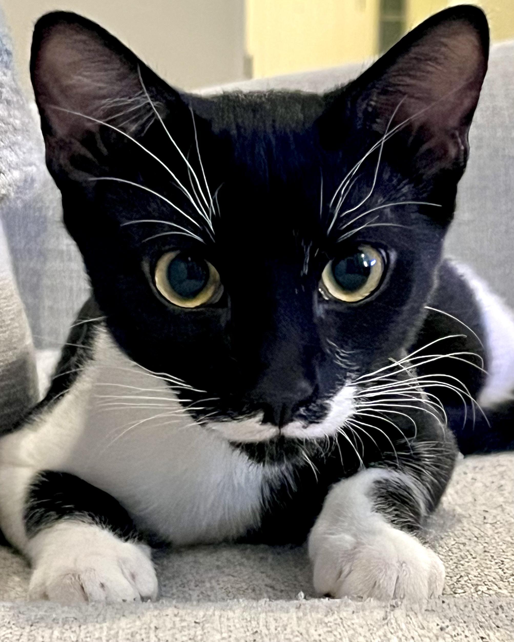 Monsoon, ADOPTABLE, Young Female Tuxedo.