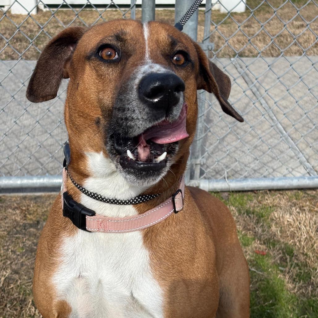 Bruno Mars, Adoptable, Senior Male Labrador Retriever & Mixed Breed.