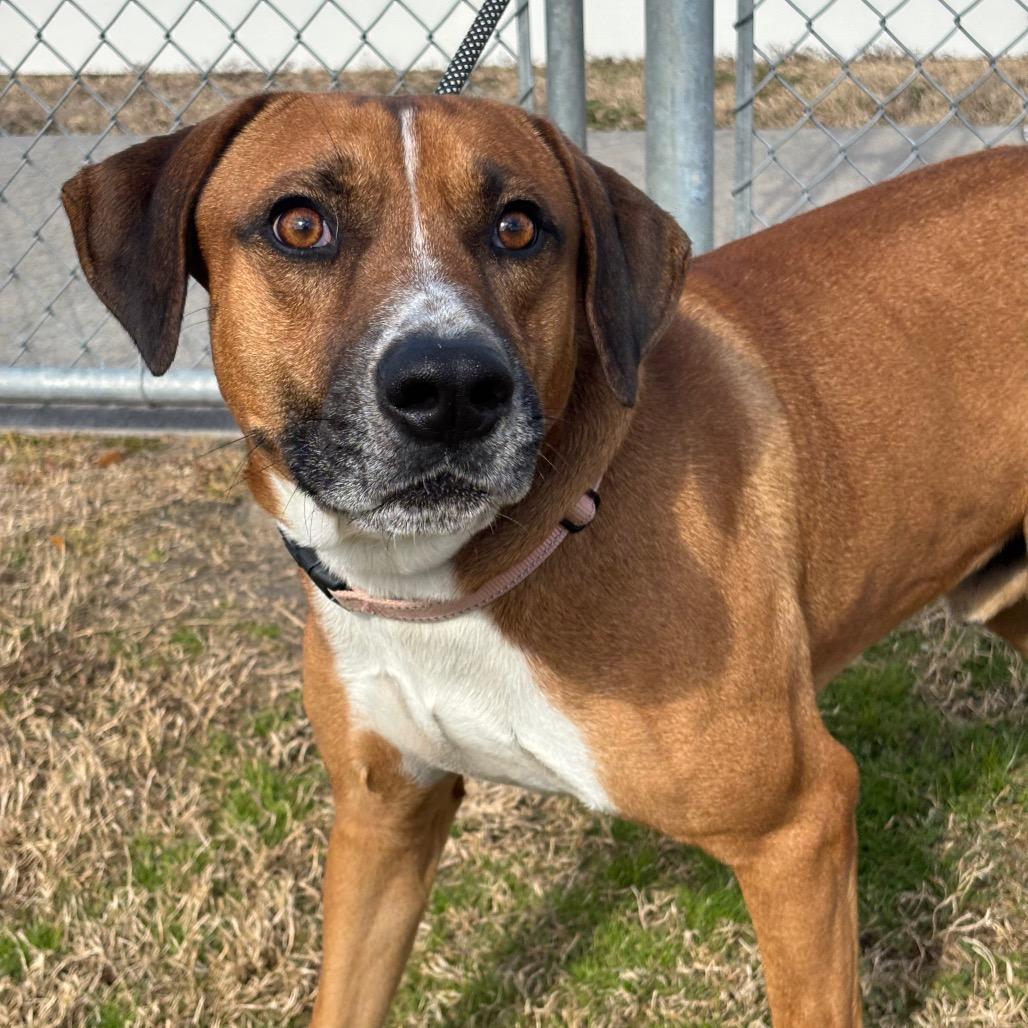 Enlarge Bruno Mars, a Adoptable mixed breed in League City, TX image 2/6