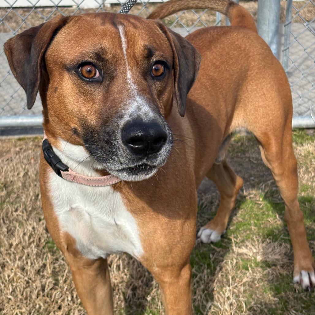 Enlarge Bruno Mars, a Adoptable mixed breed in League City, TX image 3/6