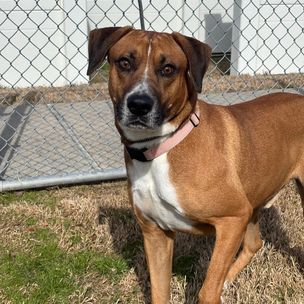 Enlarge Bruno Mars, a Adoptable mixed breed in League City, TX image 4/6