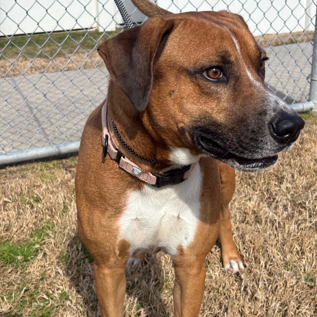Enlarge Bruno Mars, a Adoptable mixed breed in League City, TX image 5/6