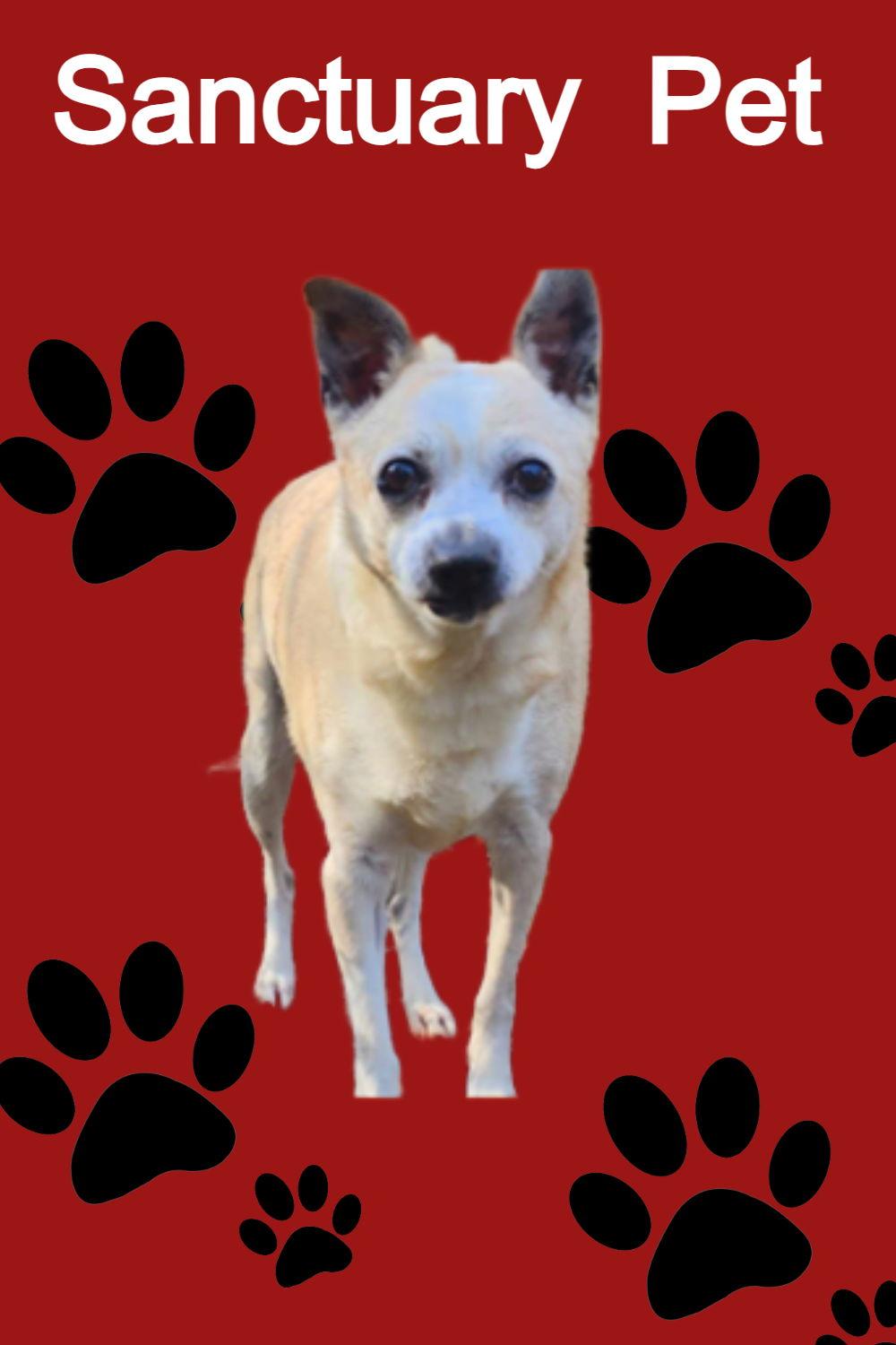 Enlarge Jack Jolly, a Adoptable Jack Russell Terrier in Cuba, NY image 1/1