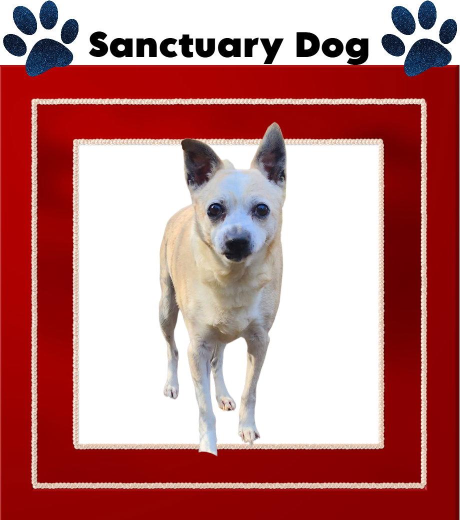 Jack Jolly, Adoptable, Senior Male Jack Russell Terrier.