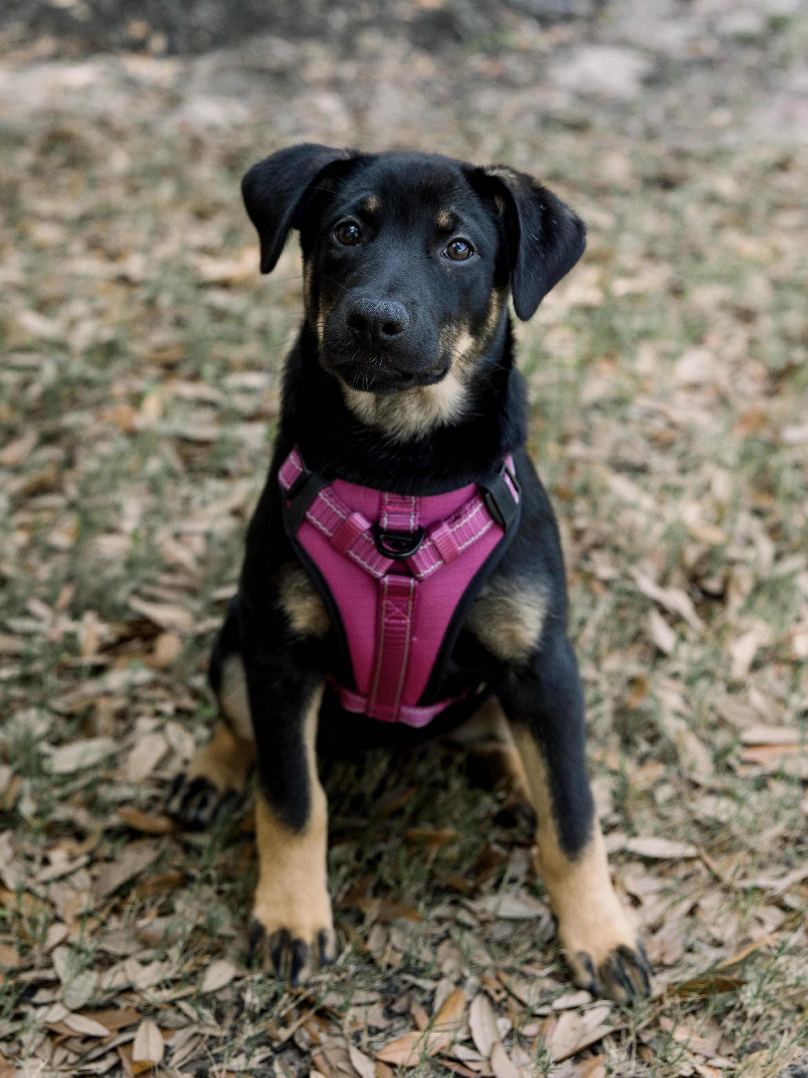 Enlarge Daphne, a ADOPTABLE mixed breed in Bryan, TX image 6/6