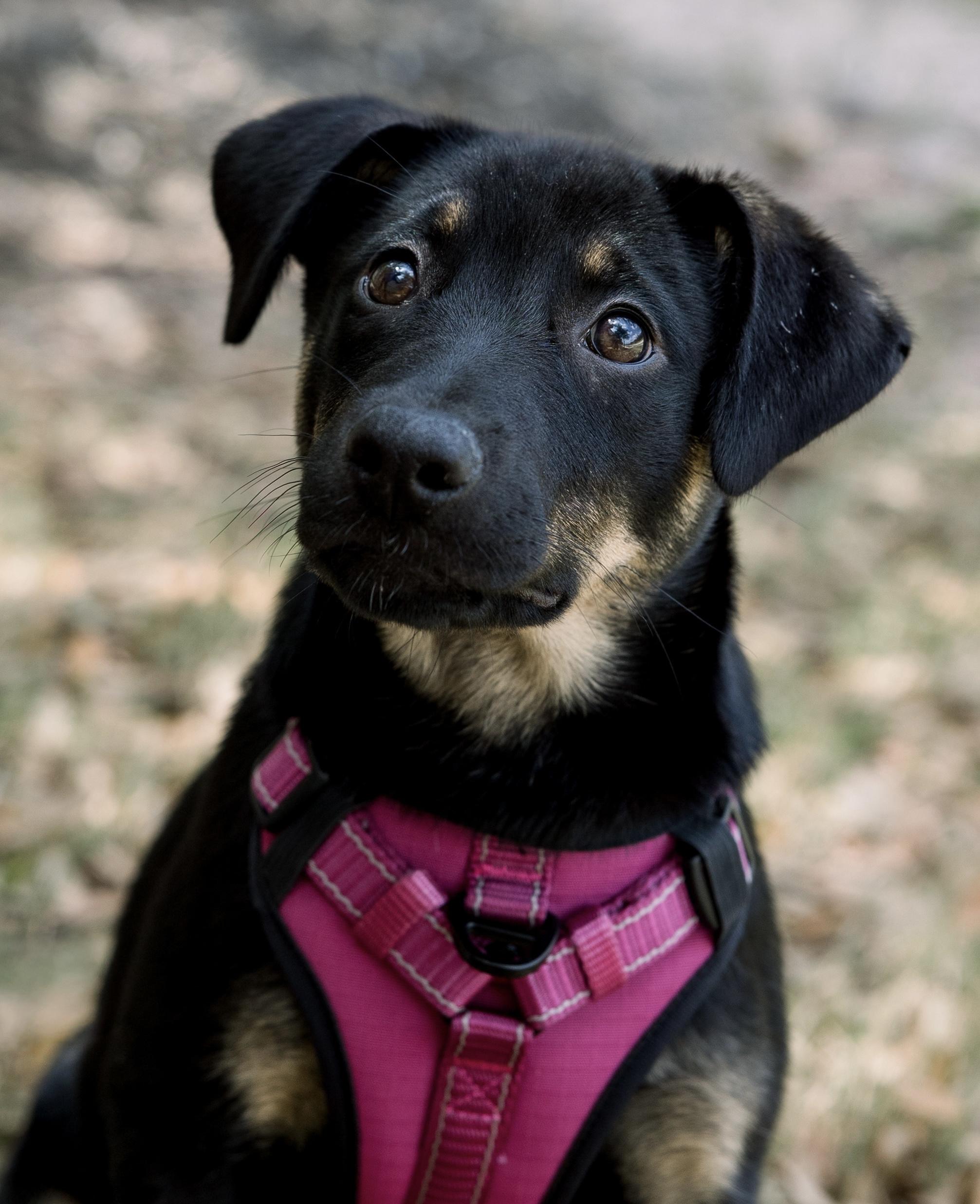 Enlarge Daphne, a ADOPTABLE mixed breed in Bryan, TX image 4/6