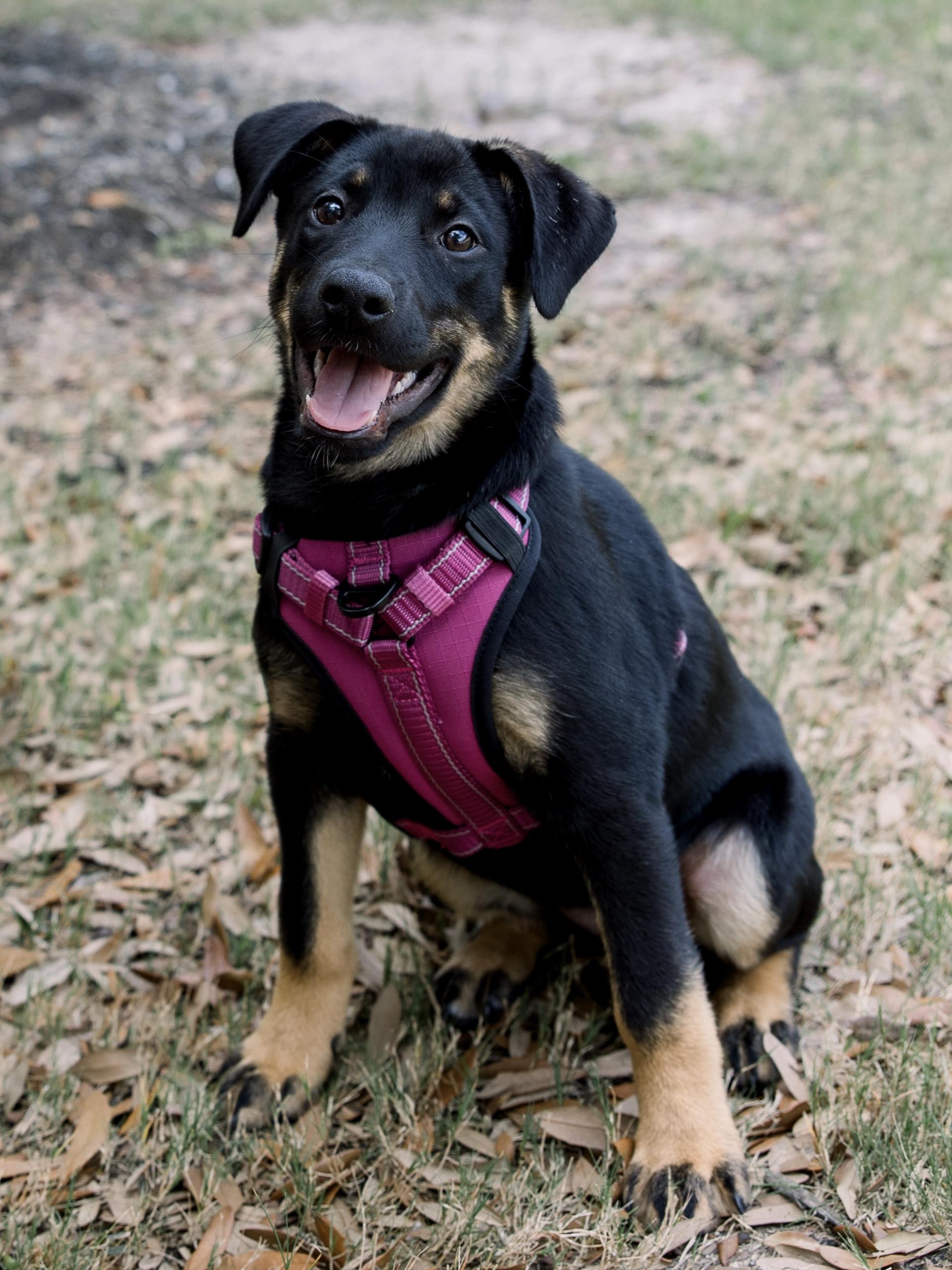 Daphne, ADOPTABLE, Puppy Female German Shepherd Dog & Australian Shepherd.