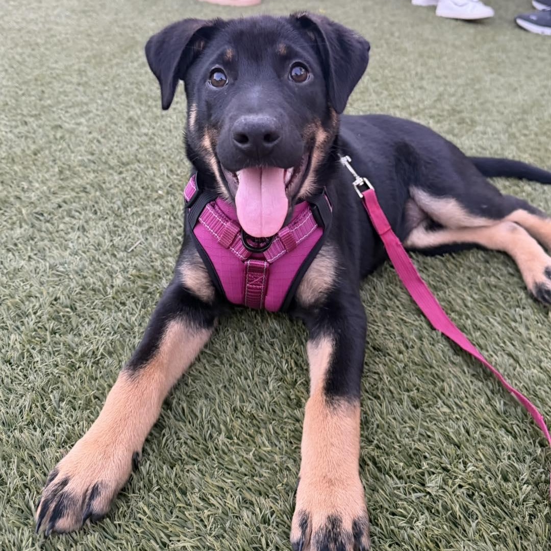 Enlarge Daphne, a ADOPTABLE mixed breed in Bryan, TX image 3/6
