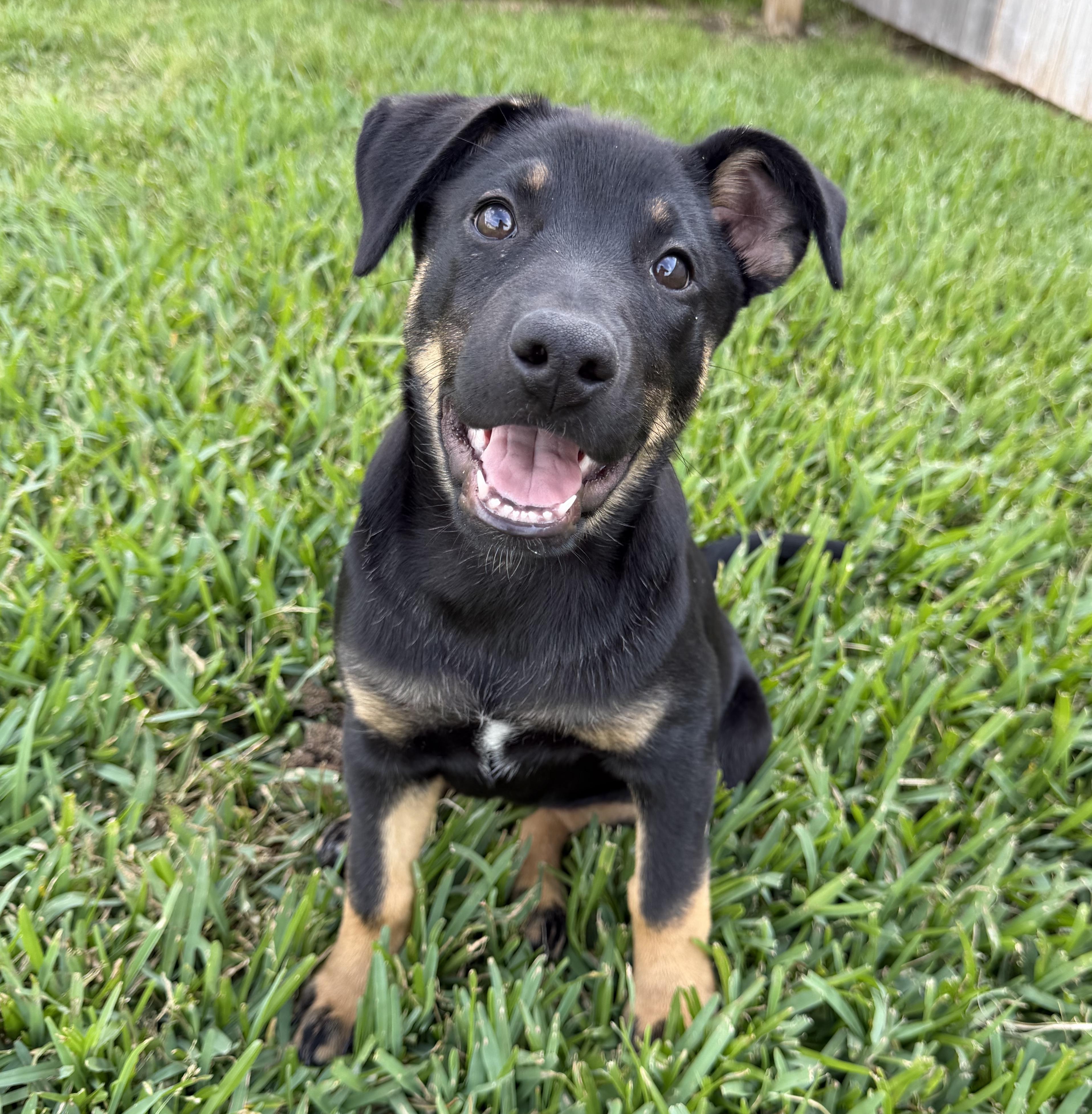 Daphne, ADOPTABLE, Puppy Female German Shepherd Dog & Australian Shepherd.