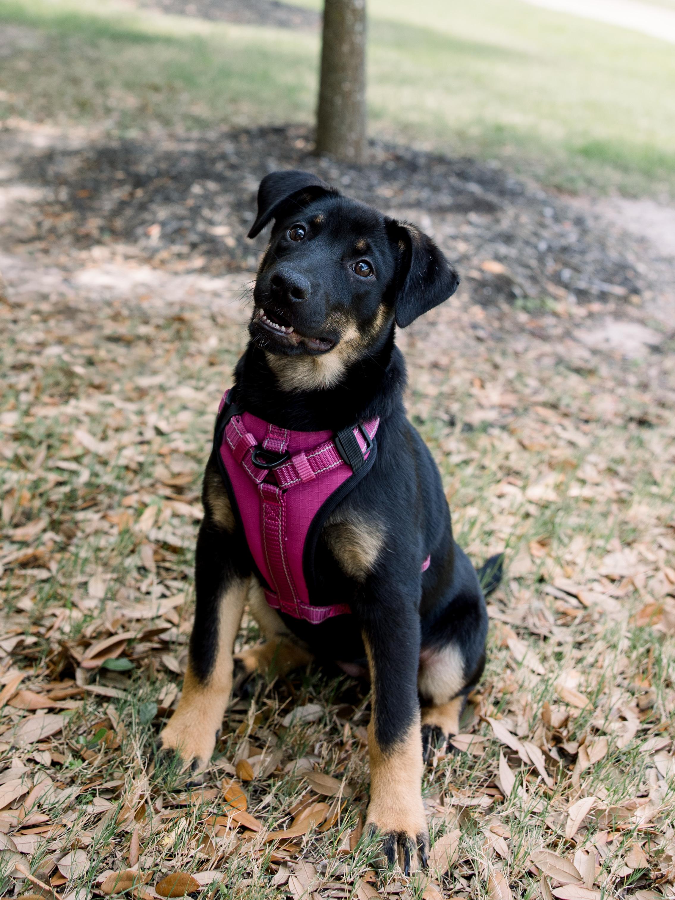 Enlarge Daphne, a ADOPTABLE mixed breed in Bryan, TX image 2/6