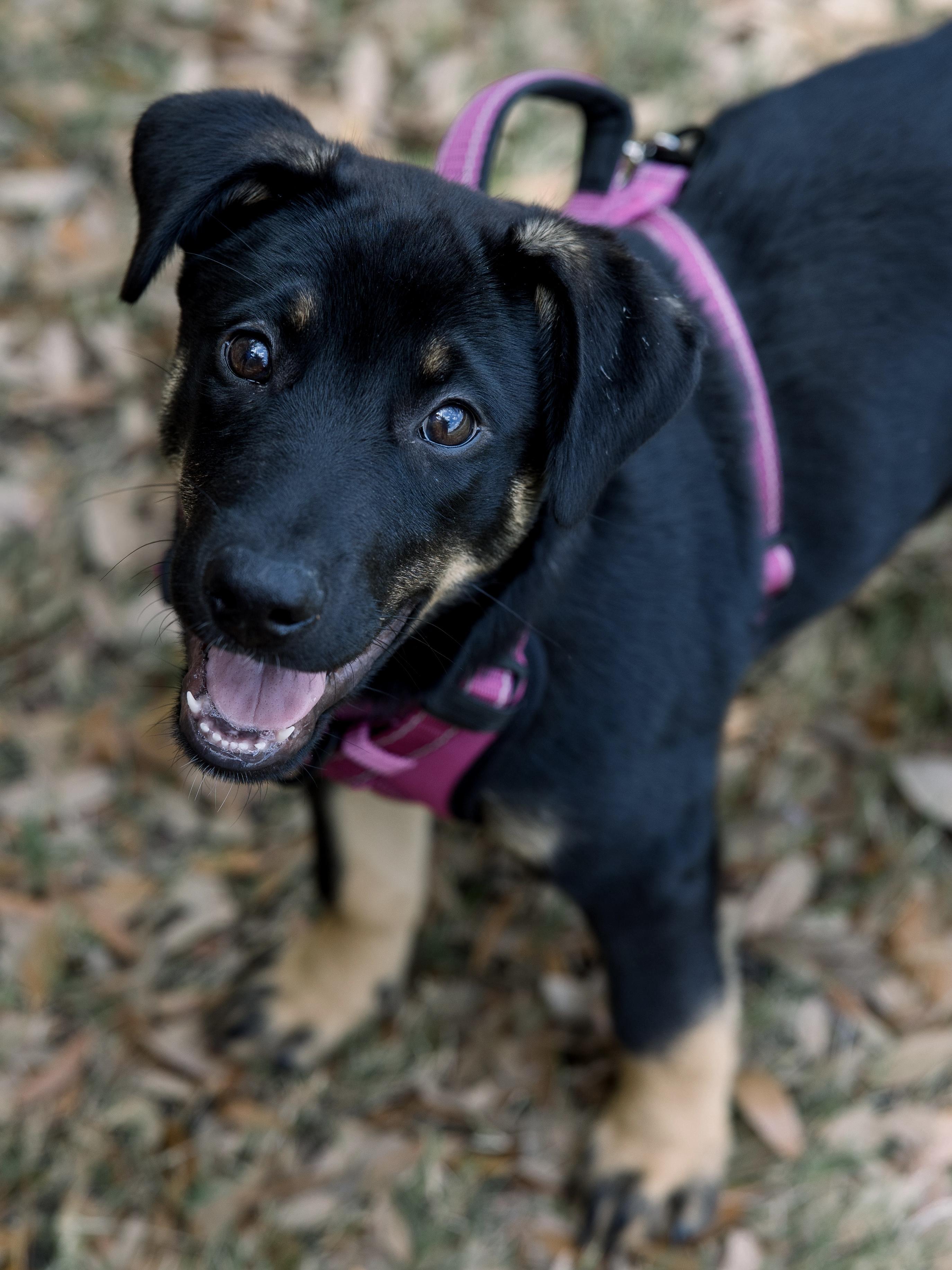 Enlarge Daphne, a ADOPTABLE mixed breed in Bryan, TX image 5/6