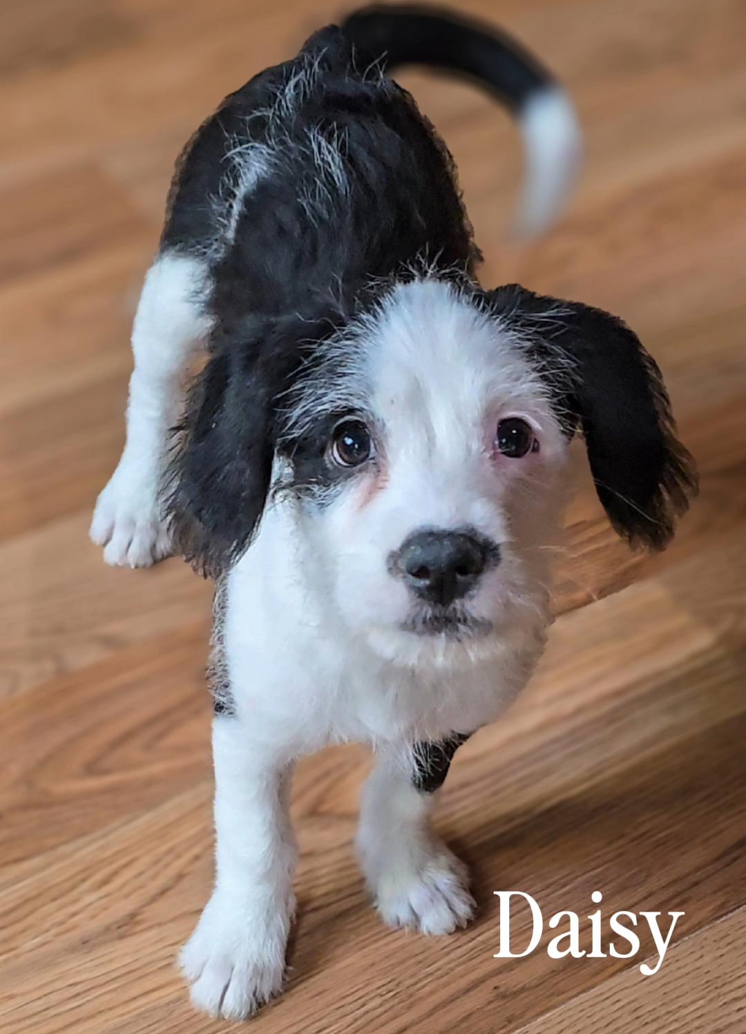 Enlarge Daisy, a ADOPTABLE mixed breed in Running Springs, CA image 1/1