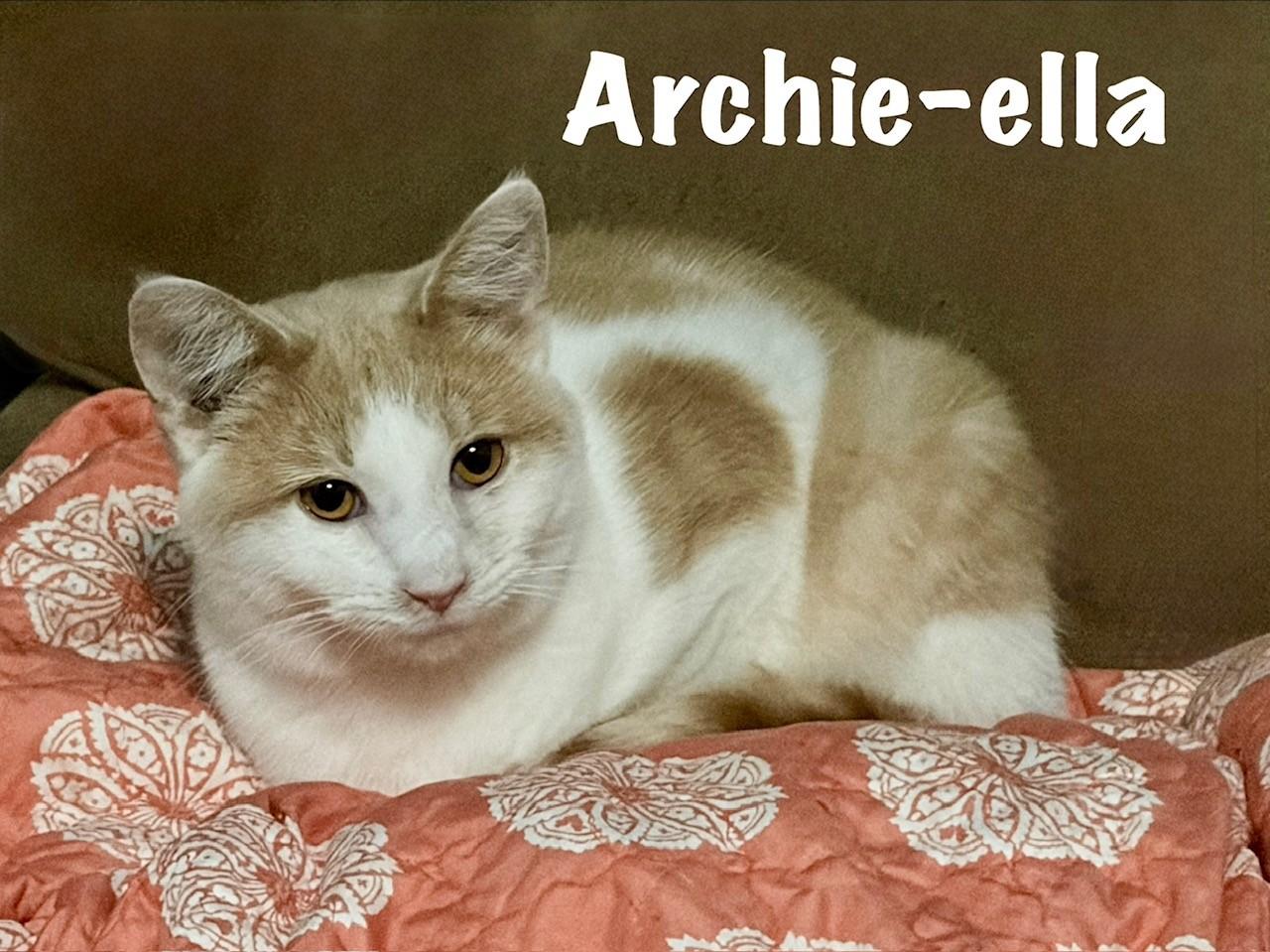 Enlarge Archie-ella, a Adoptable Domestic Short Hair in Pekin, IL image 2/2