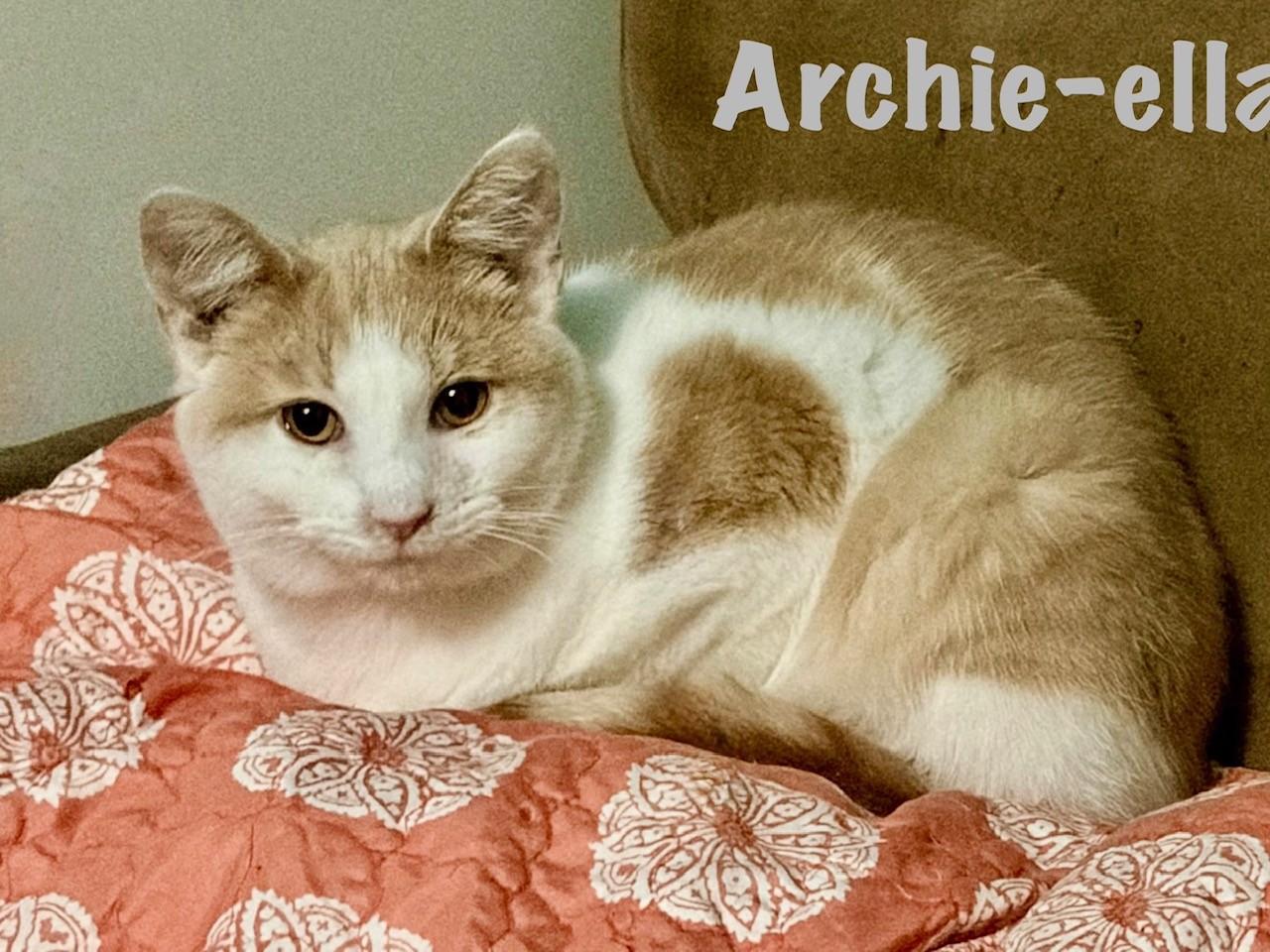 Archie-ella, Adoptable, Kitten Female Domestic Short Hair.