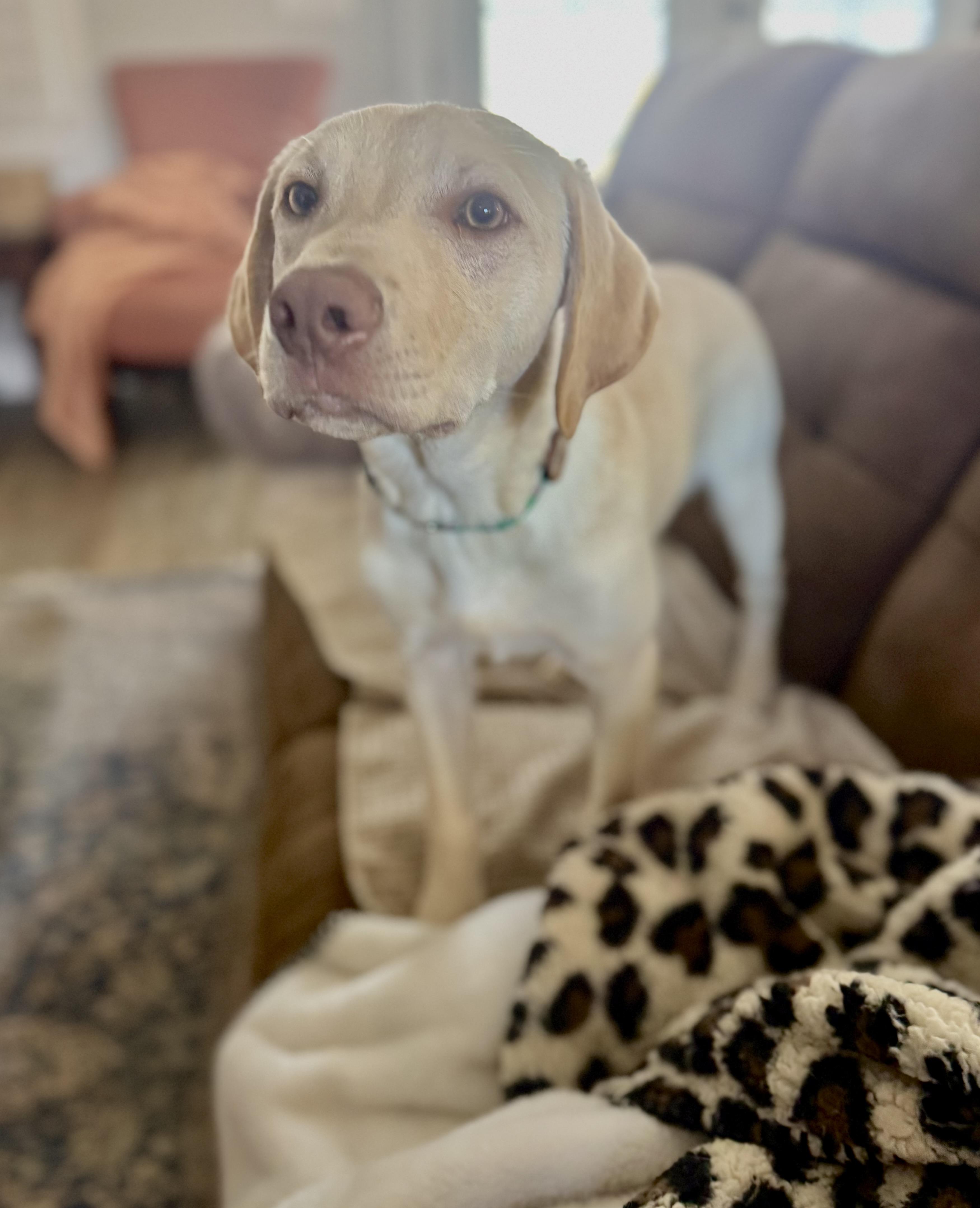 Enlarge Clyde, a ADOPTABLE mixed breed in Hartsville, SC image 3/6