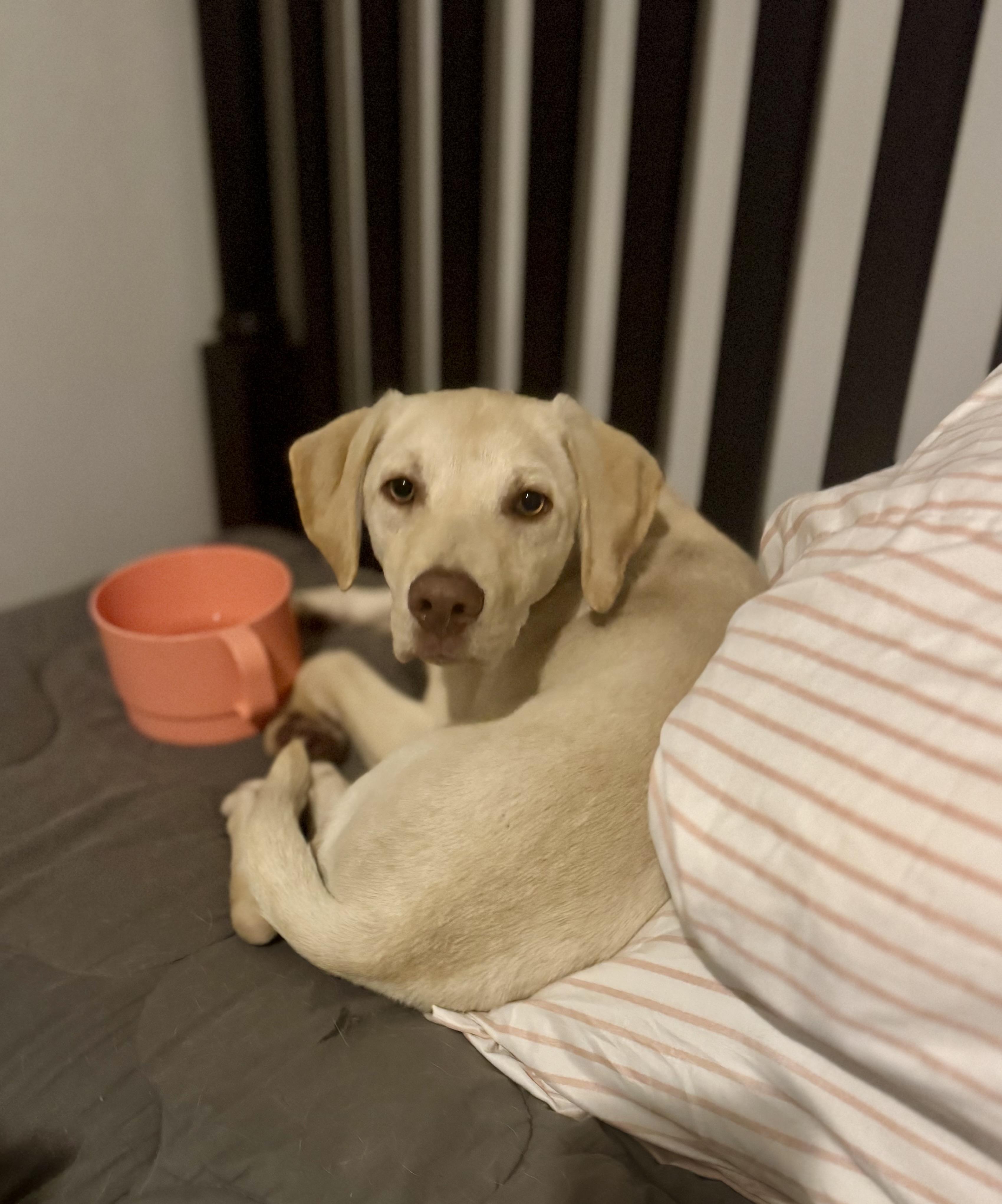 Enlarge Clyde, a ADOPTABLE mixed breed in Hartsville, SC image 6/6