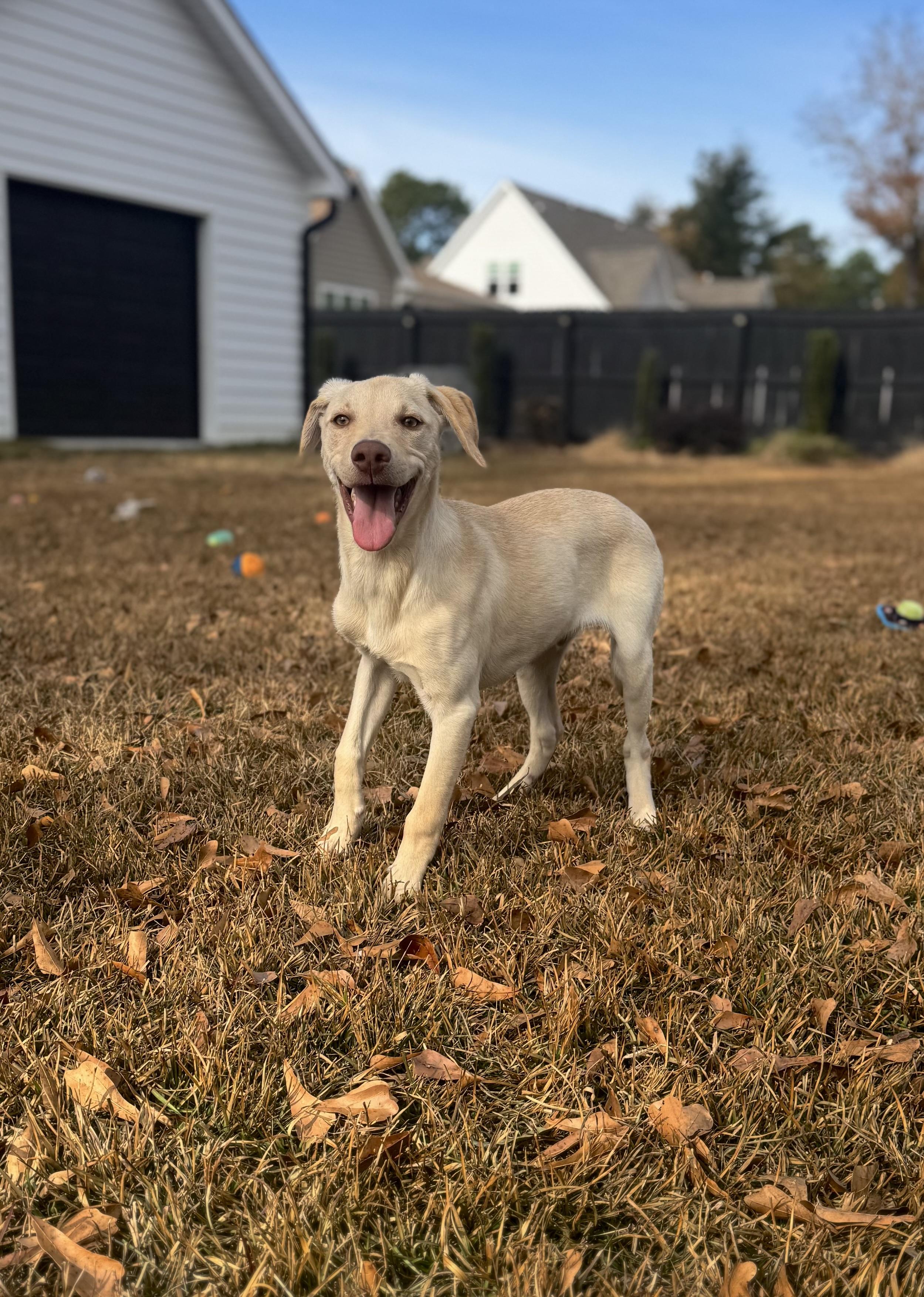 Enlarge Clyde, a ADOPTABLE mixed breed in Hartsville, SC image 5/6
