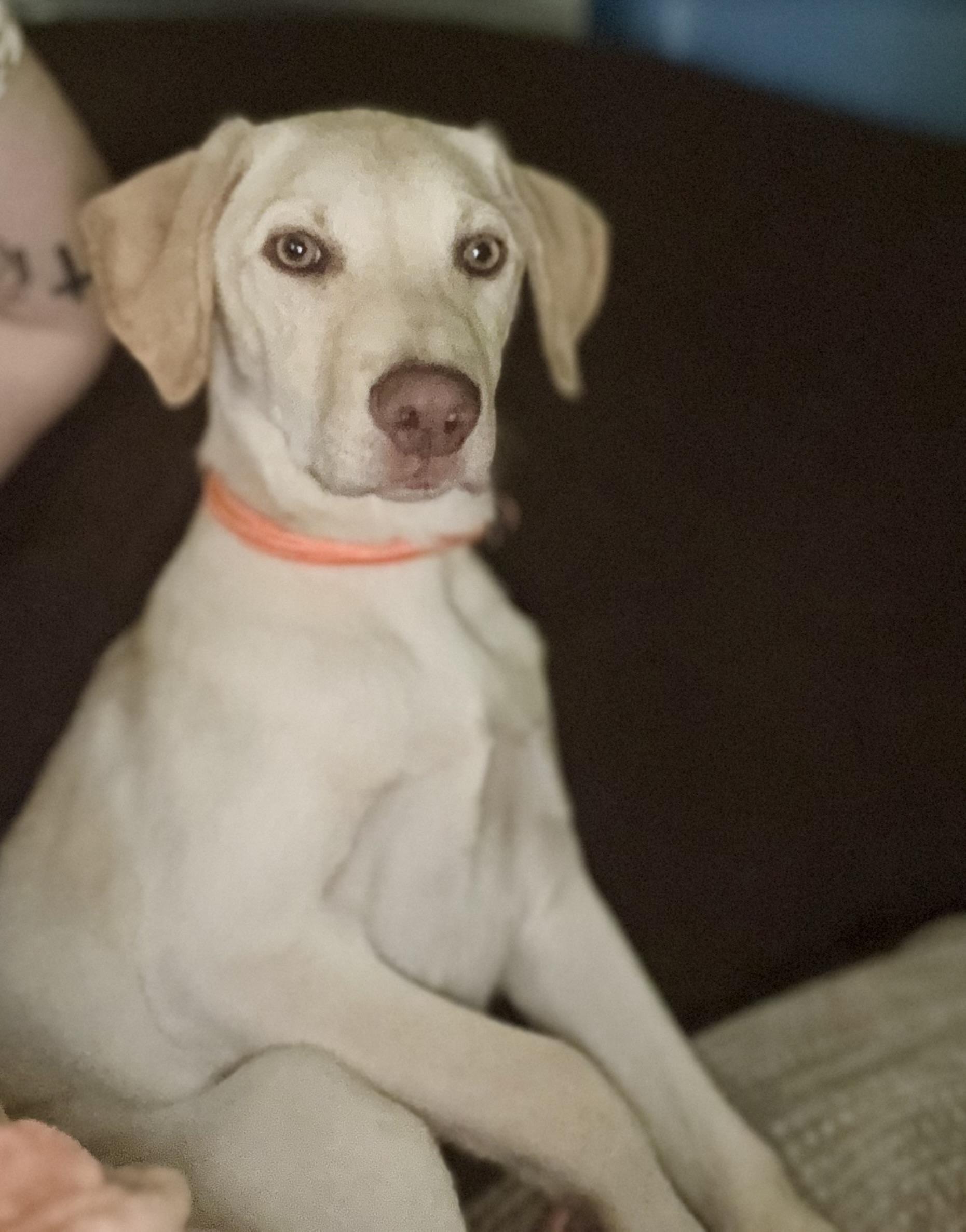 Enlarge Clyde, a ADOPTABLE mixed breed in Hartsville, SC image 2/6