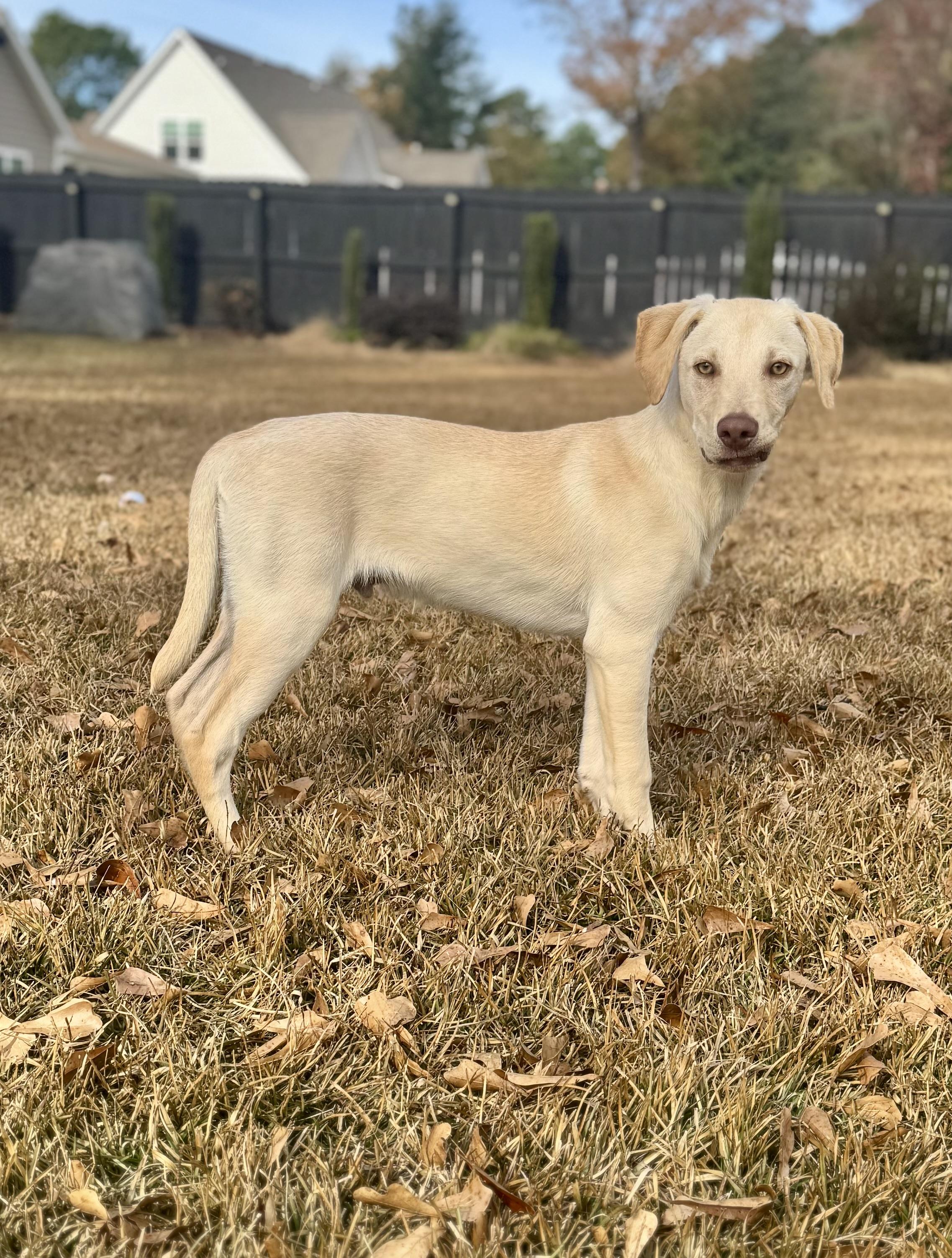 Enlarge Clyde, a ADOPTABLE mixed breed in Hartsville, SC image 4/6