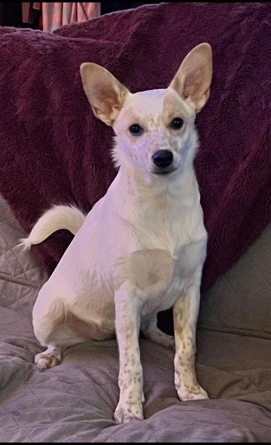 Enlarge **CUPID**, a Adoptable mixed breed in North Prairie, WI image 1/3