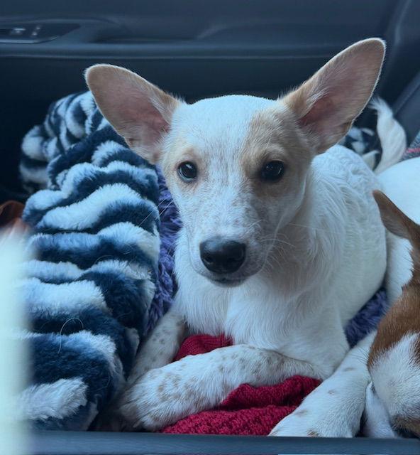 Enlarge **CUPID**, a Adoptable mixed breed in North Prairie, WI image 2/3