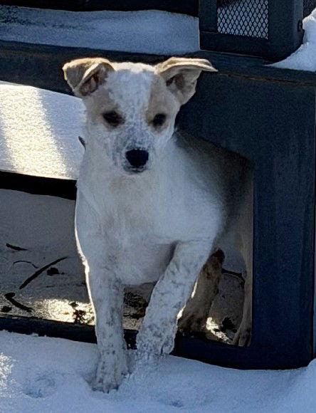 **CUPID**, Adoptable, Puppy Female Australian Cattle Dog / Blue Heeler & Australian Shepherd.
