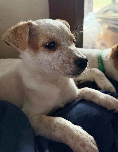 **CUPID**, Adoptable, Puppy Female Australian Cattle Dog / Blue Heeler & Australian Shepherd.